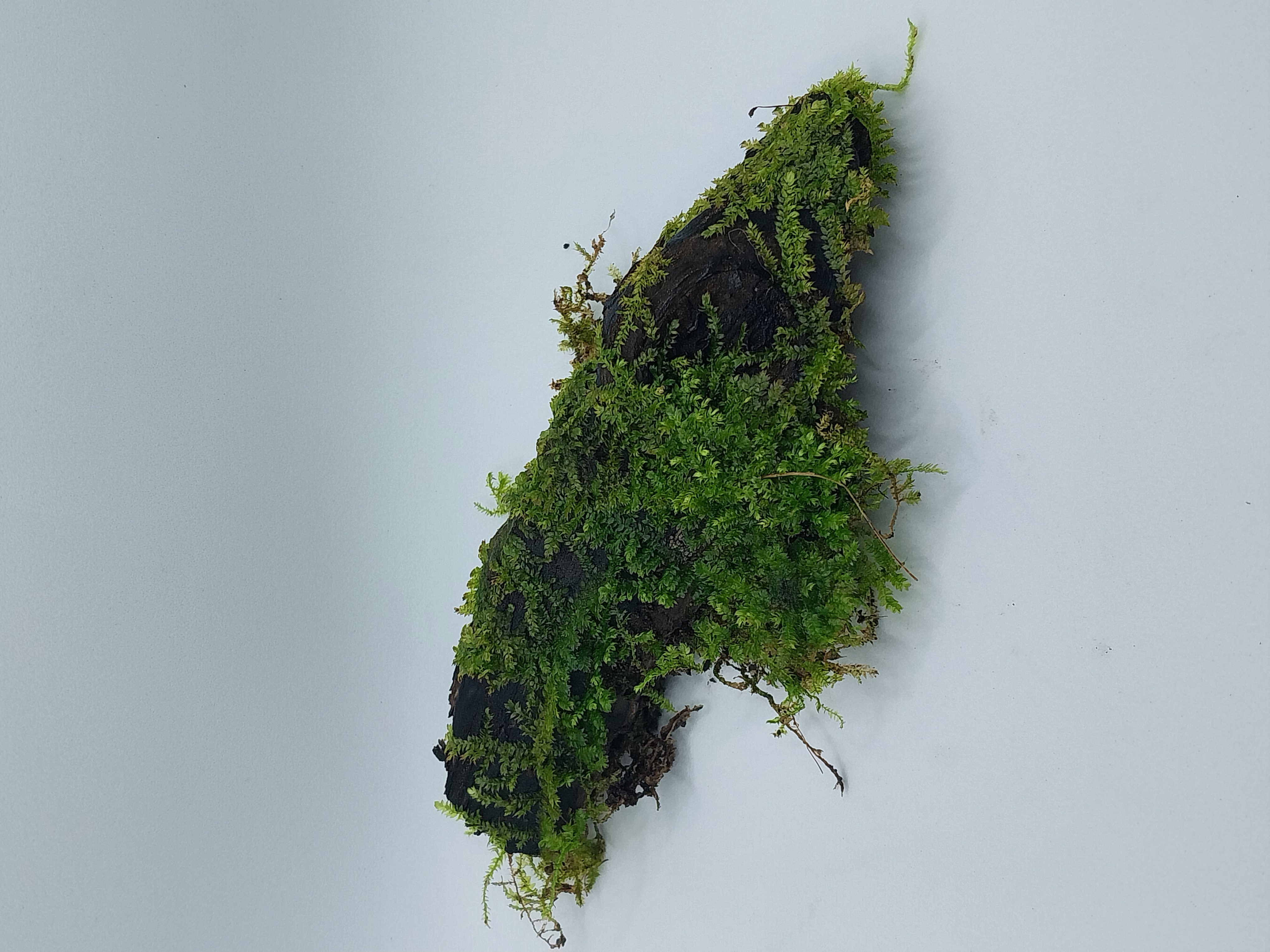 Cultivated (not foraged) moss seeded on timber (various sizes available)