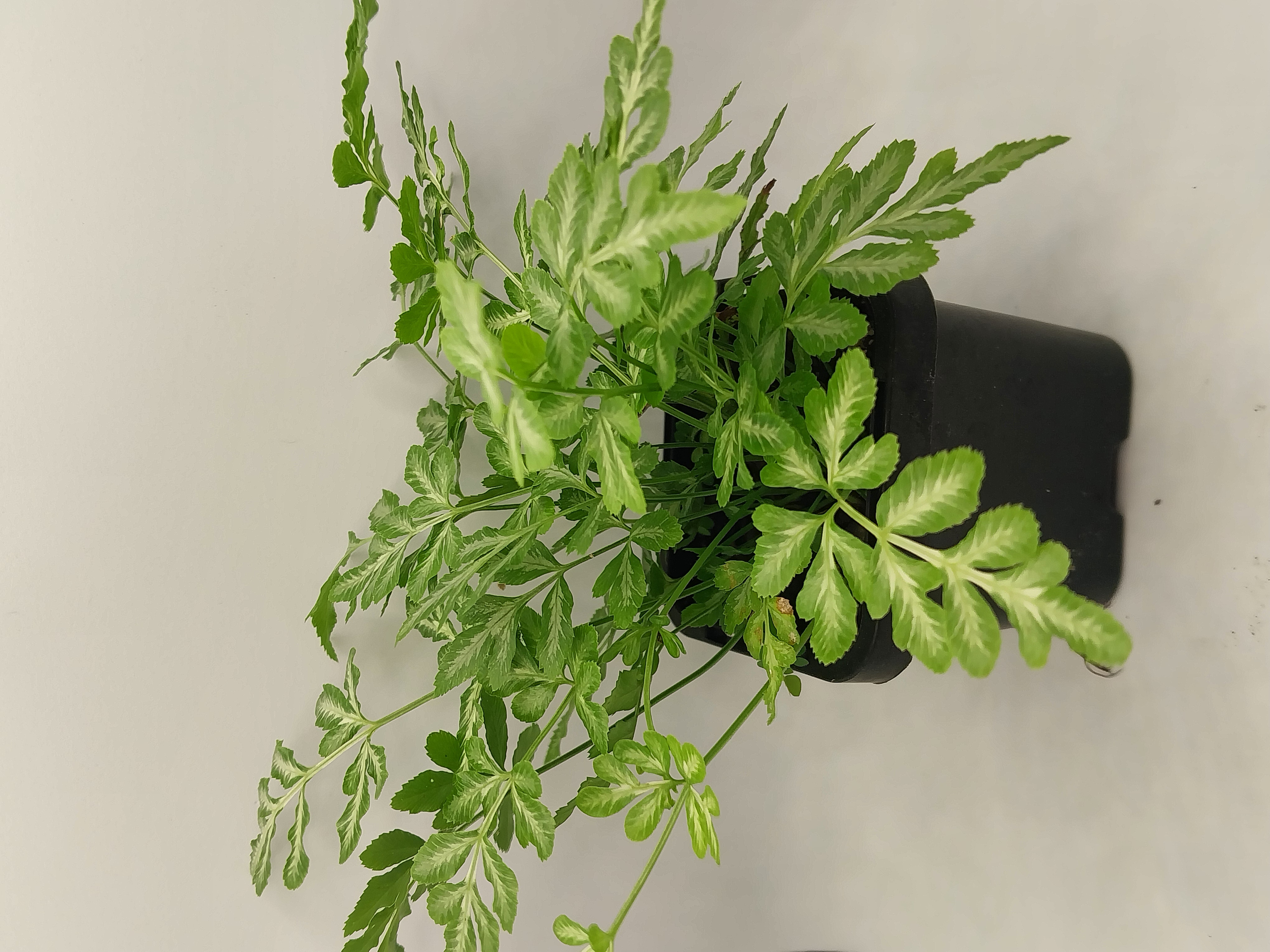 Ferns 