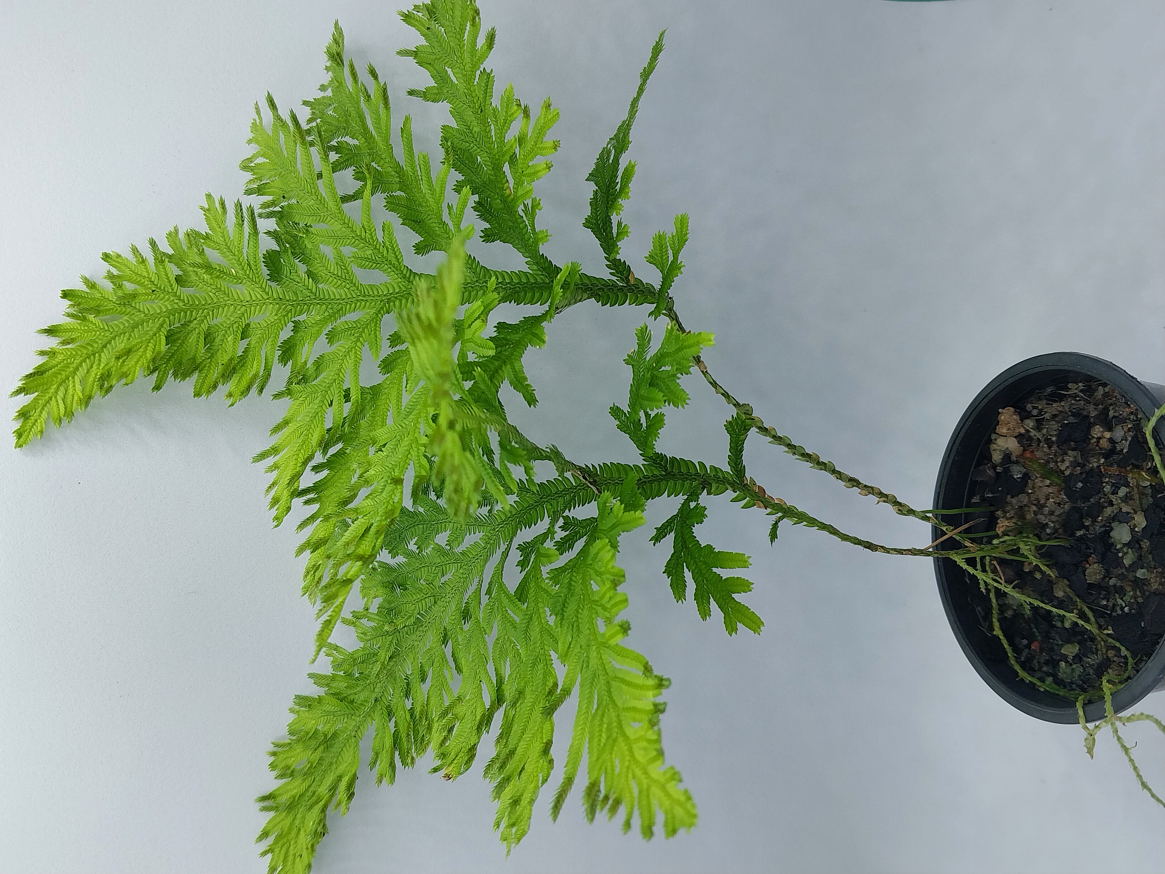Selaginella Plants 