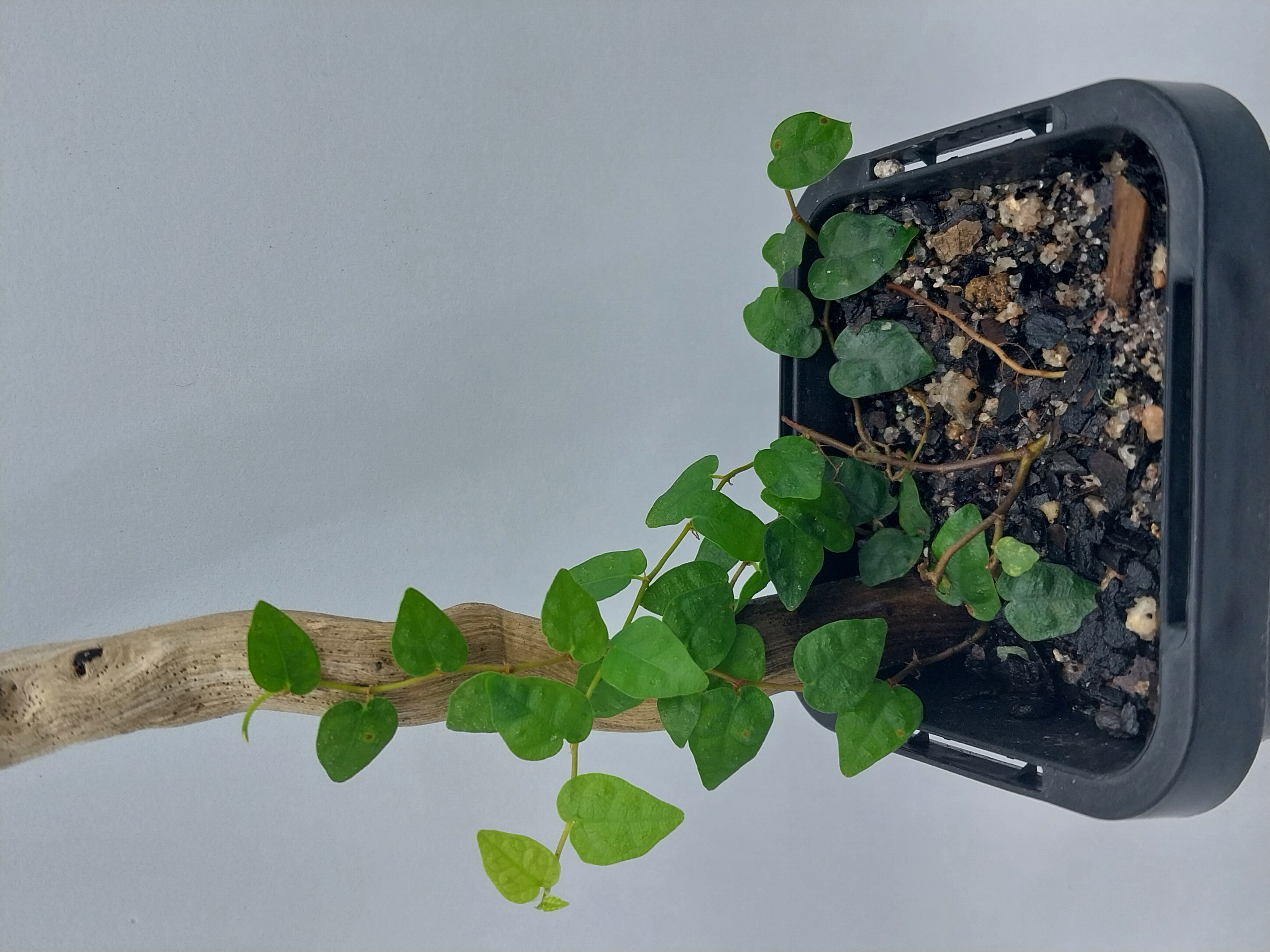 Climbing plants 