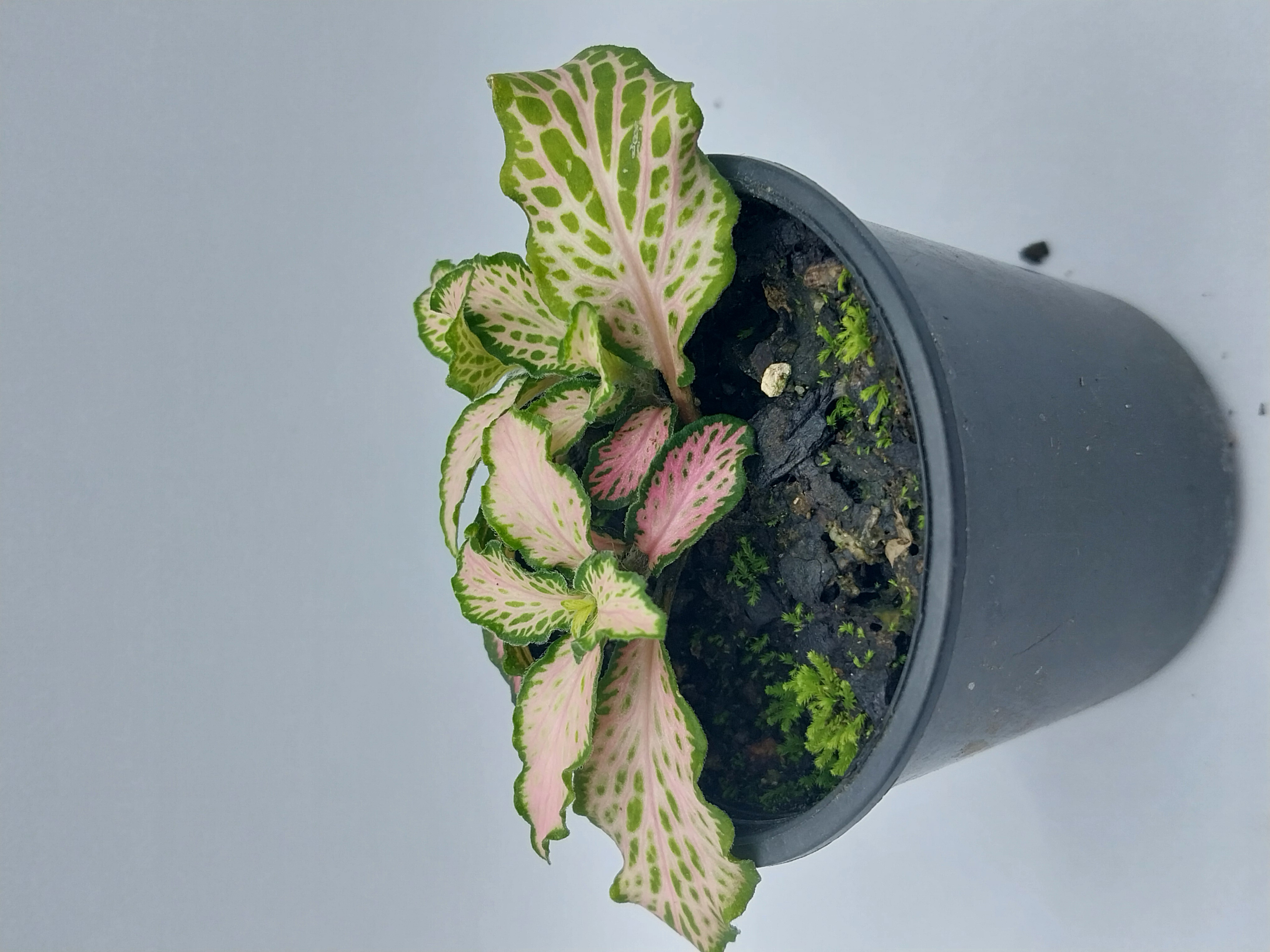 Fittonia Plants