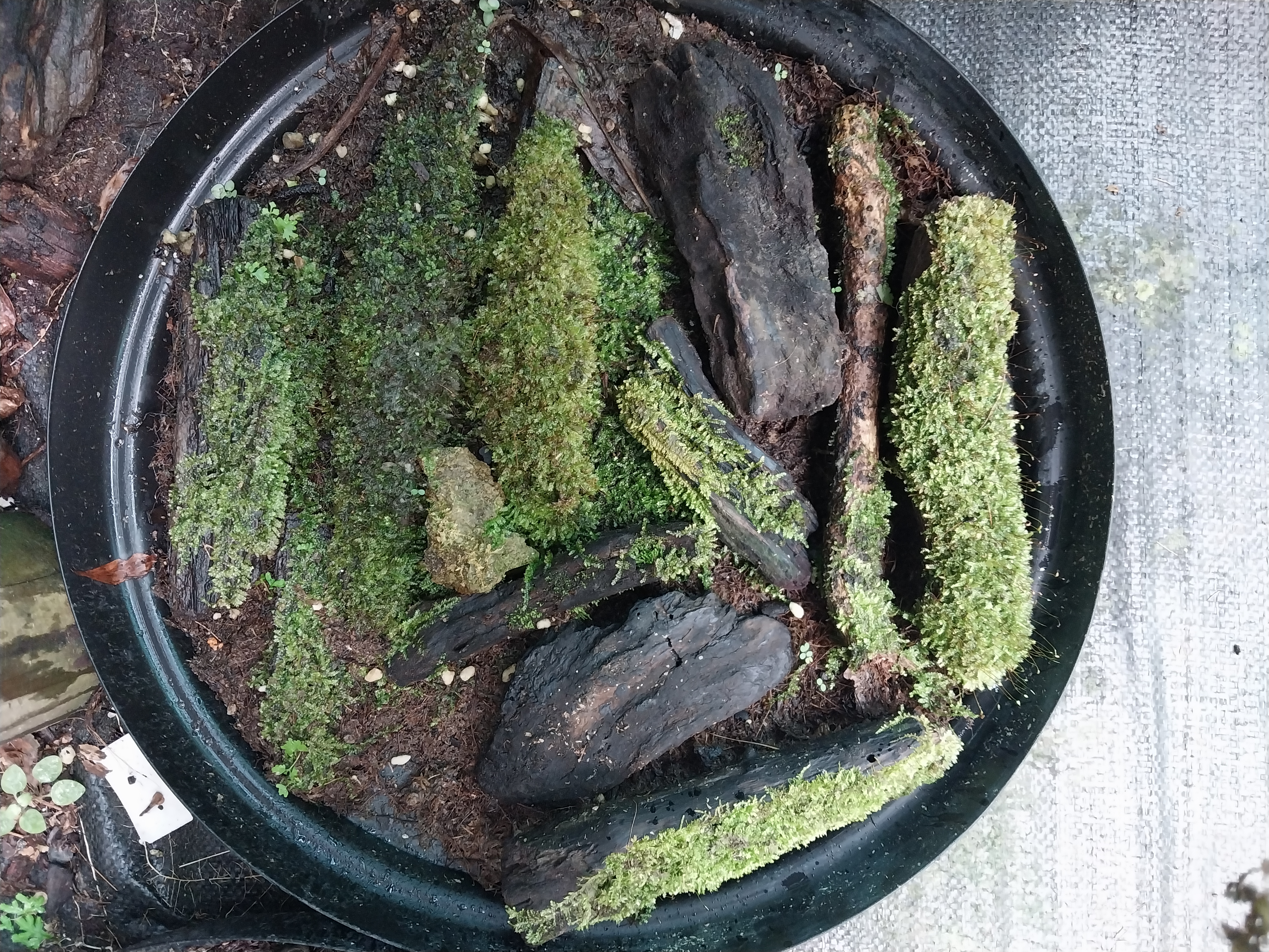 Cultivated (not foraged) moss seeded on timber (various sizes available) 