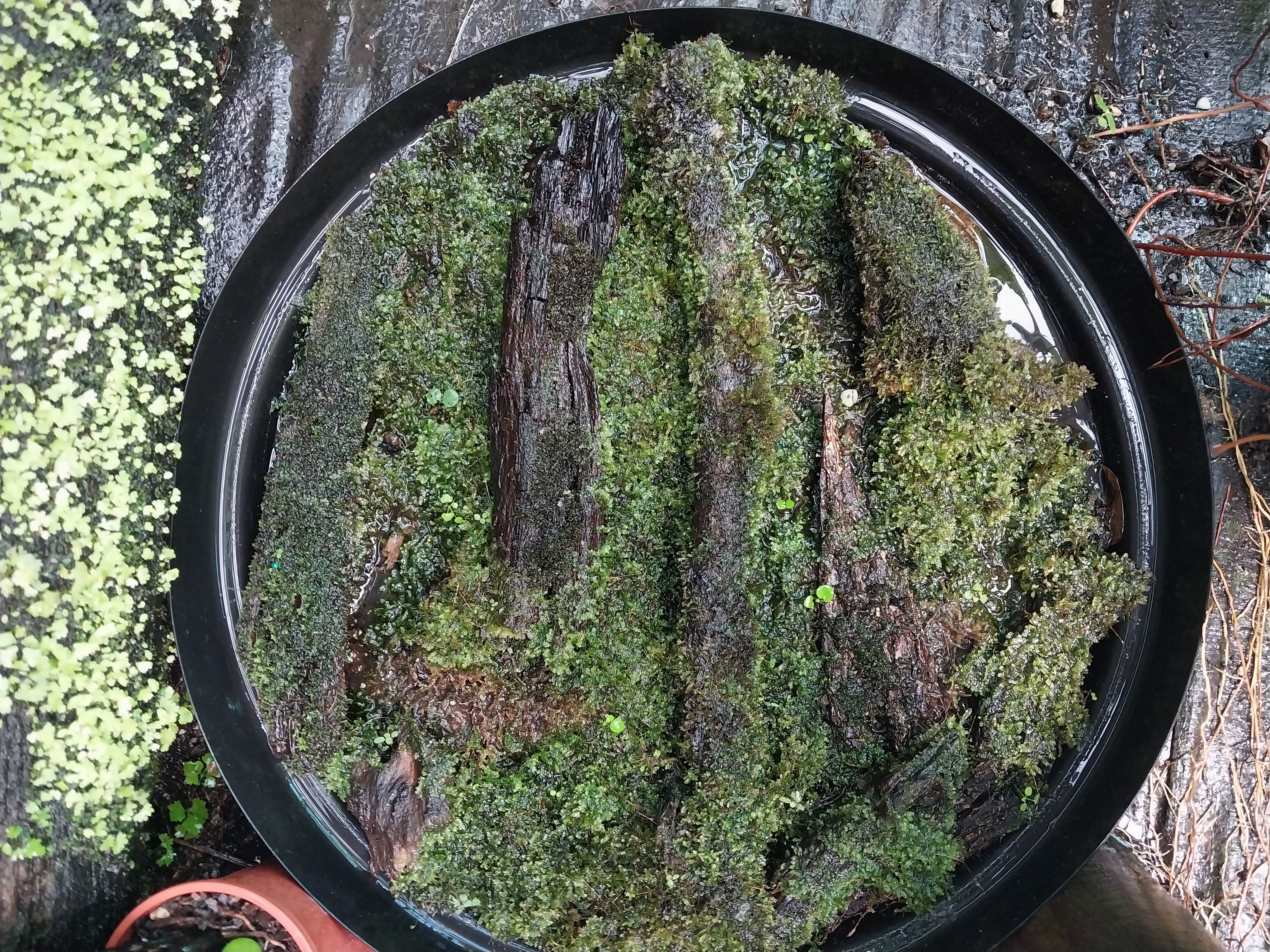 Cultivated (not foraged) moss seeded on timber (various sizes available) 