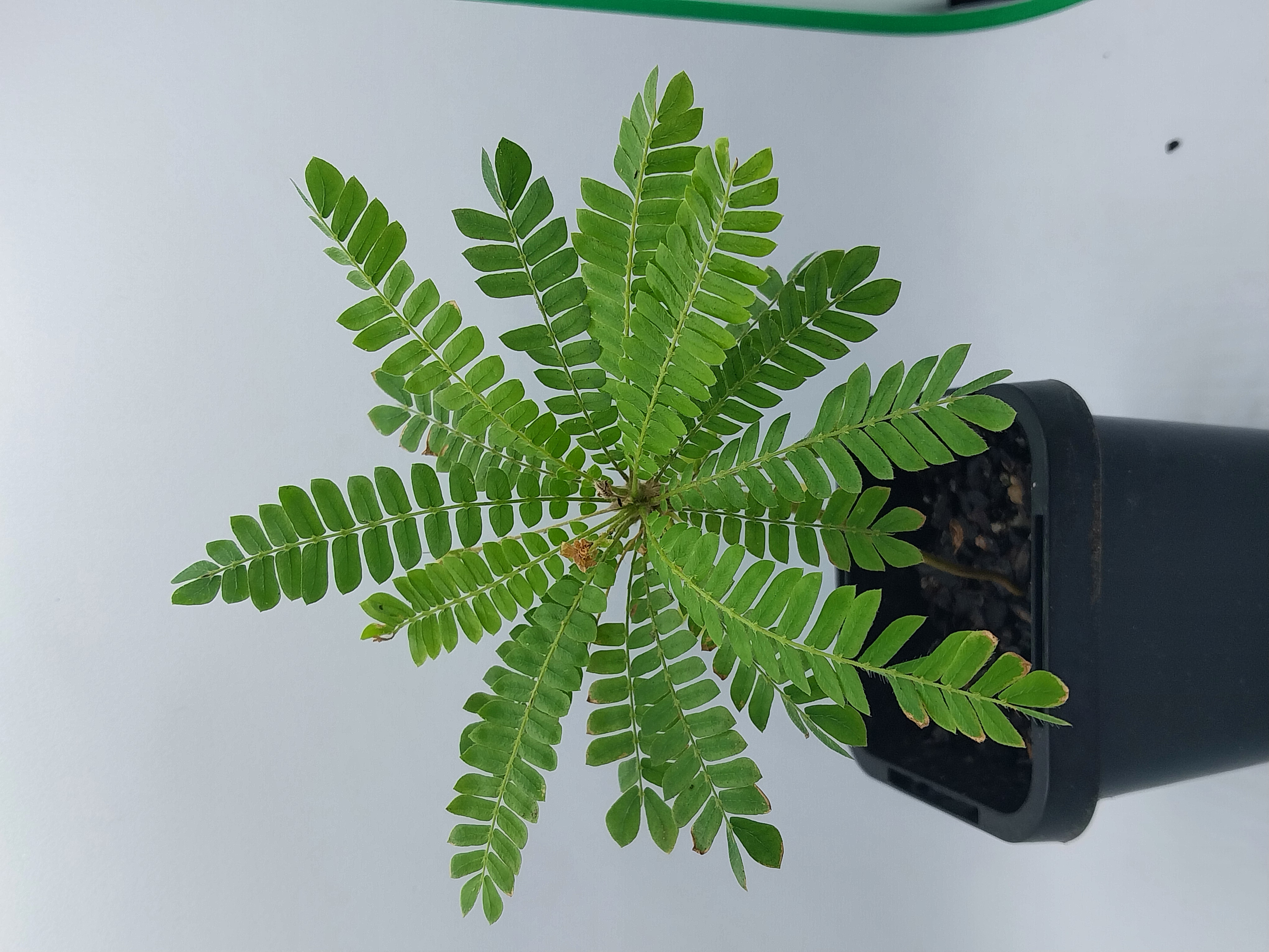 Biophytum sensitivum "Little Tree Plant"