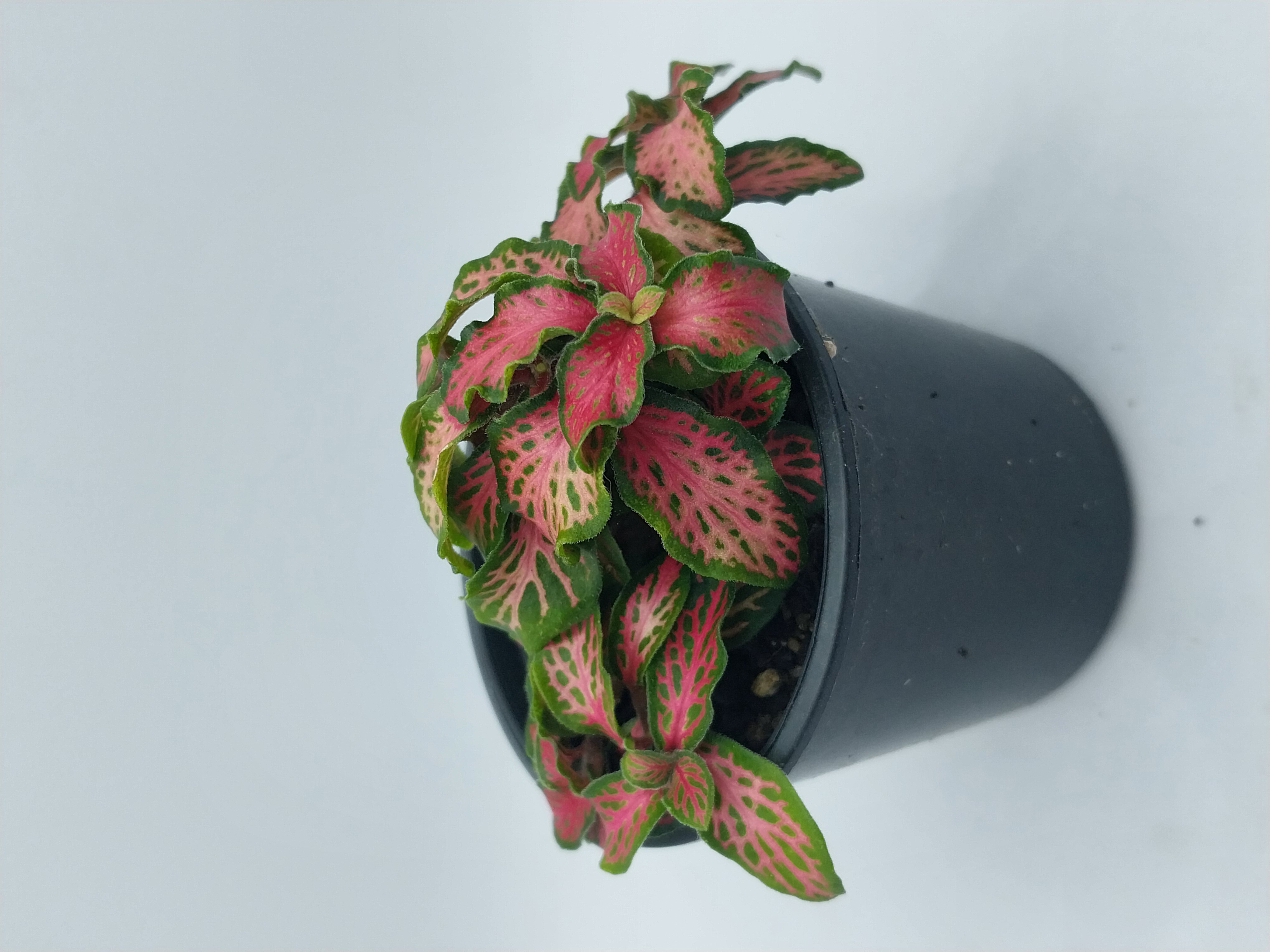 Fittonia Plants 