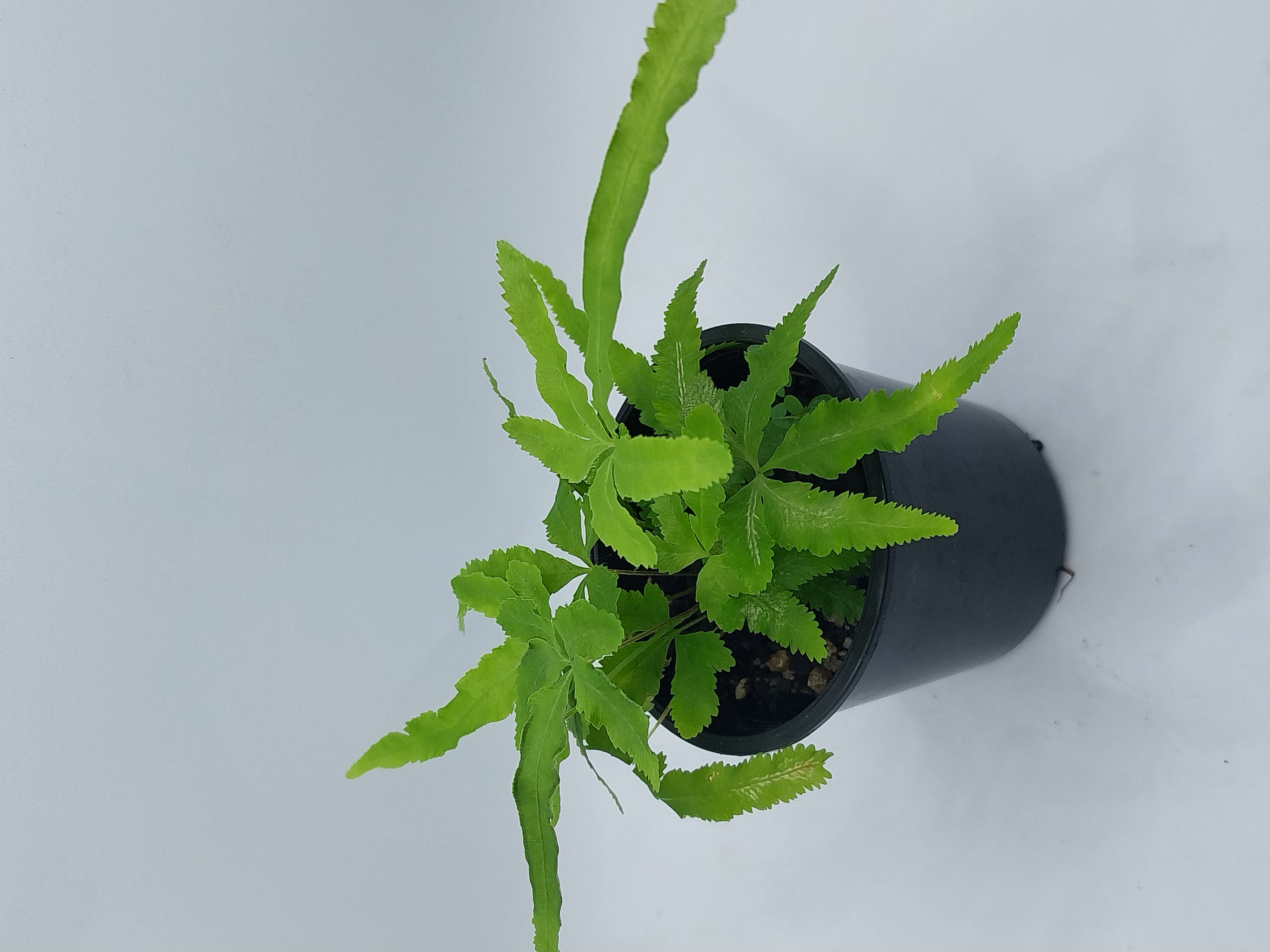 Ferns 