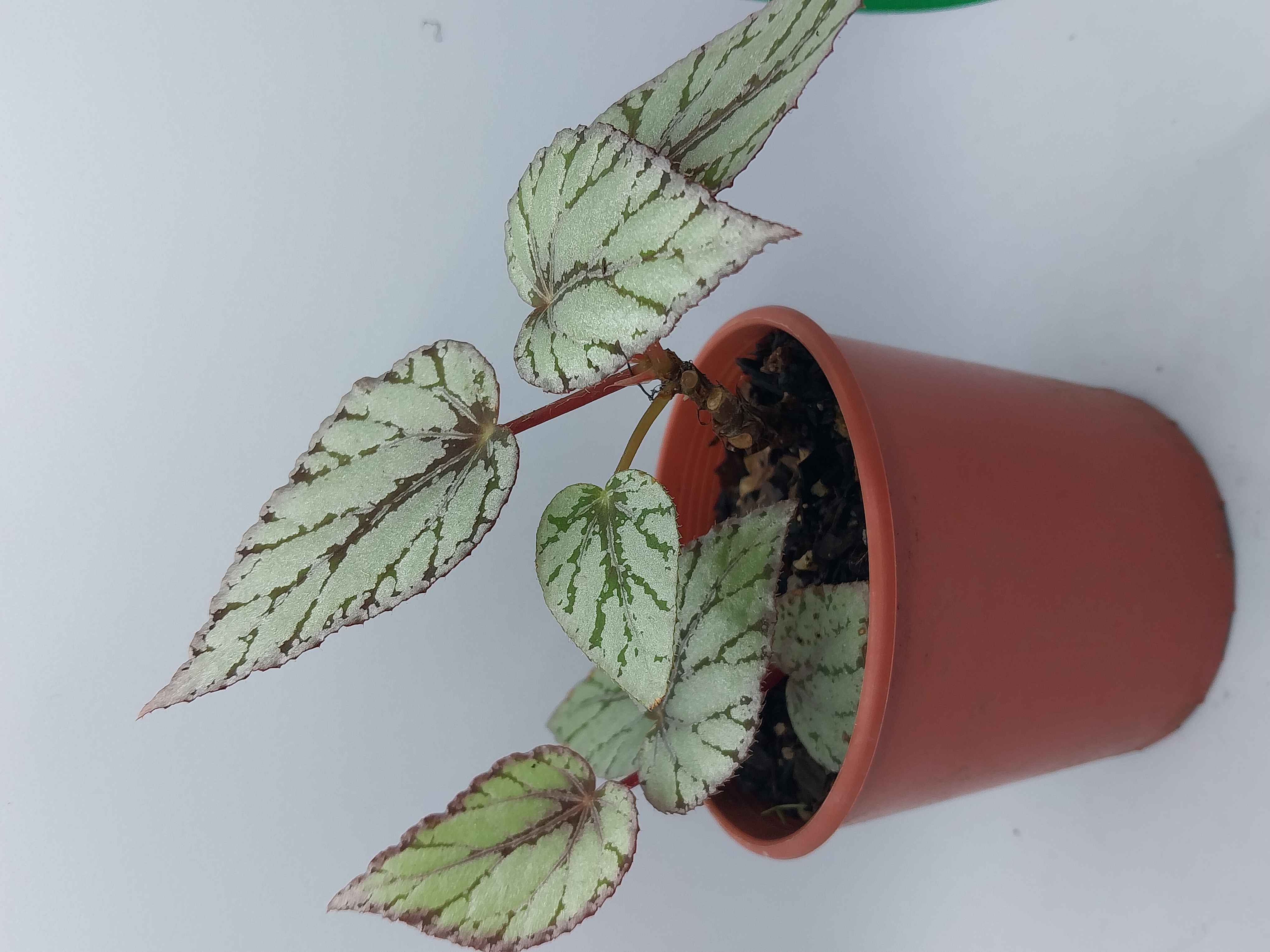 Begonias and peperomias 