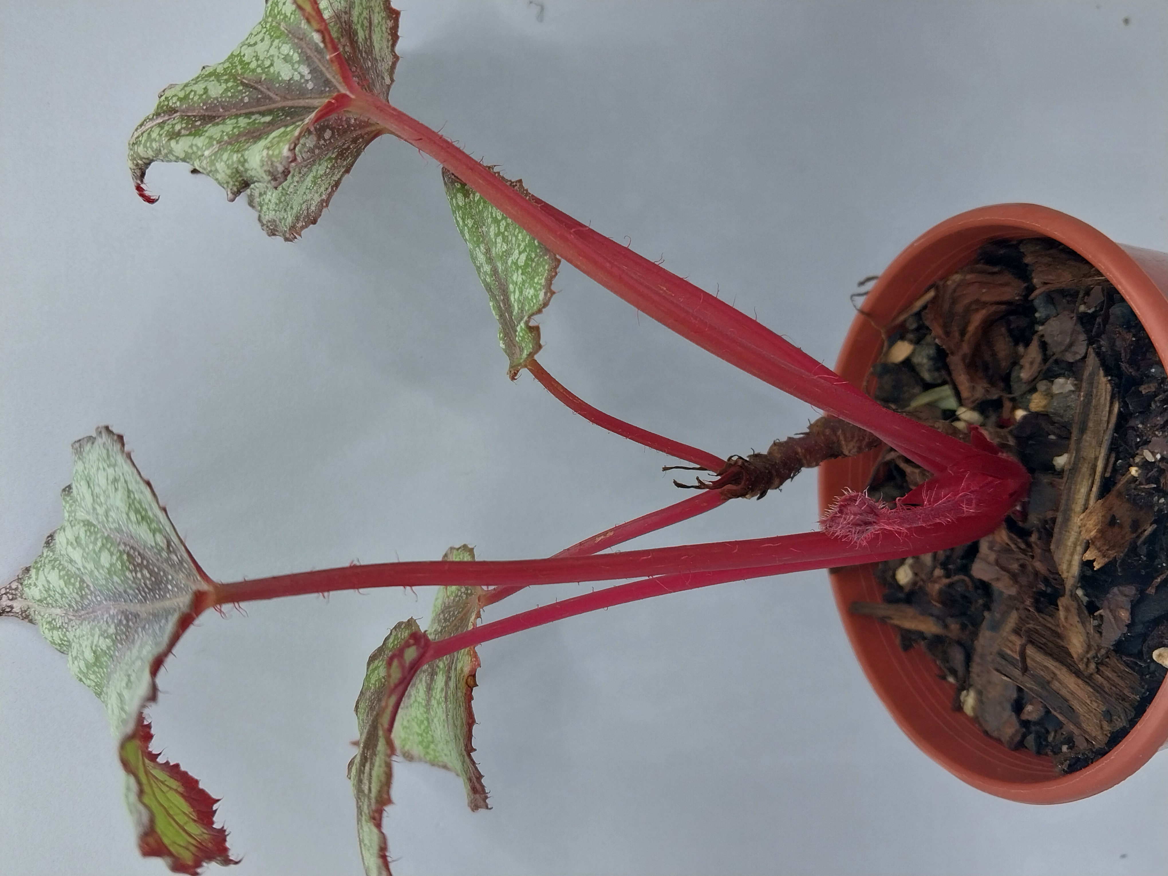 Begonias and peperomias 