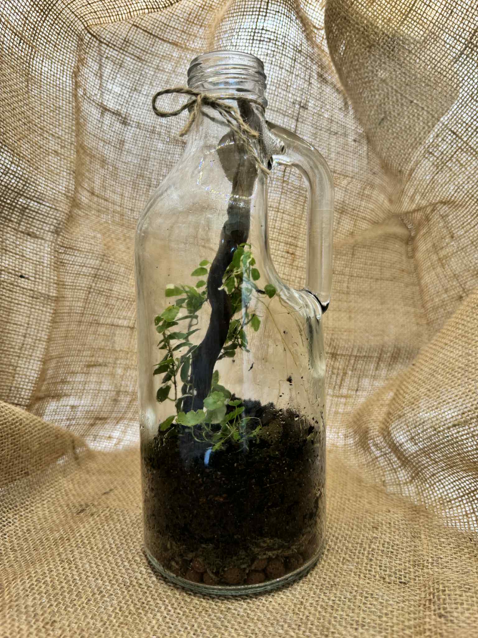 Medium Glass Bottle Terrarium