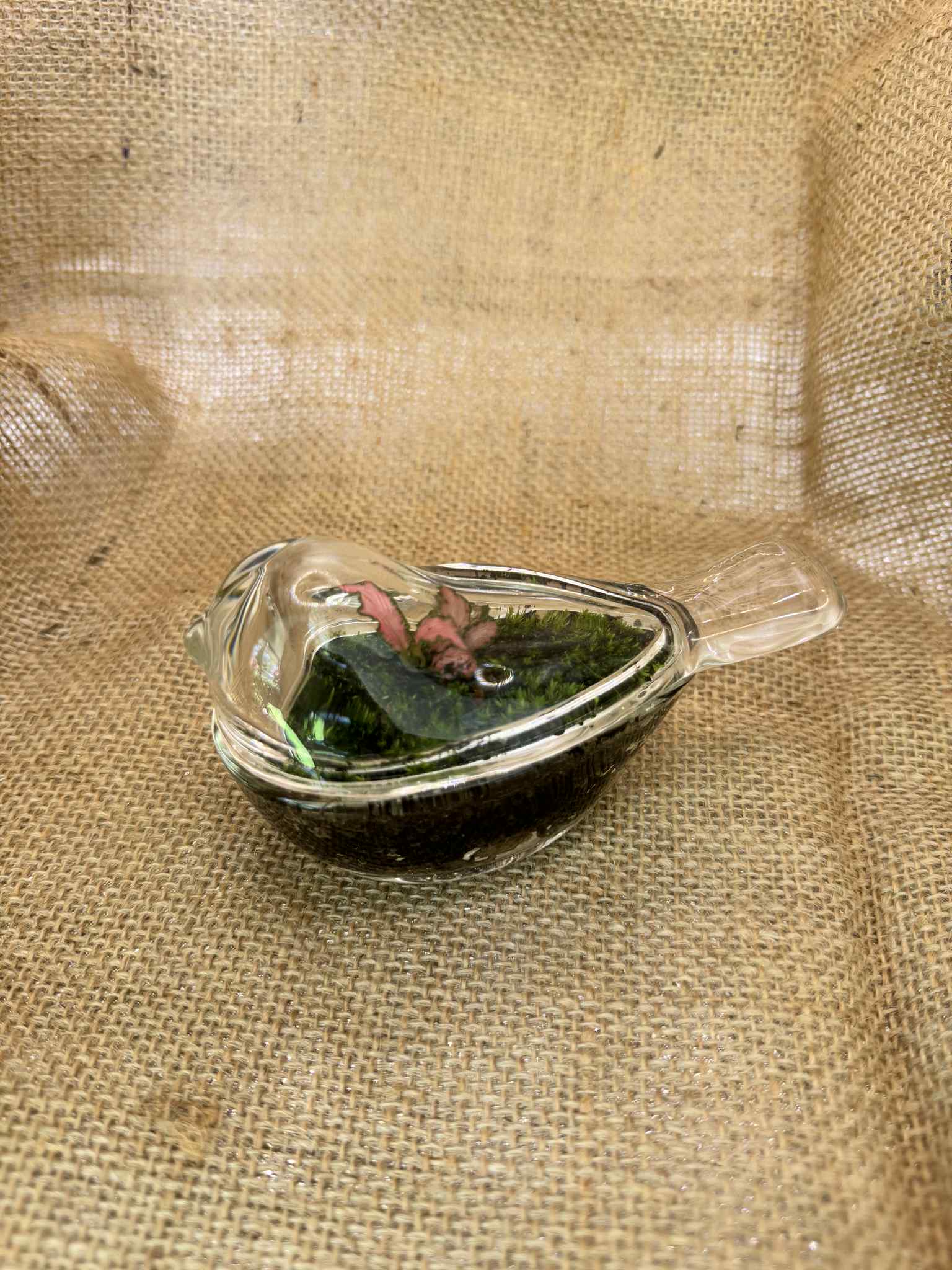 Glass Bird Terrarium