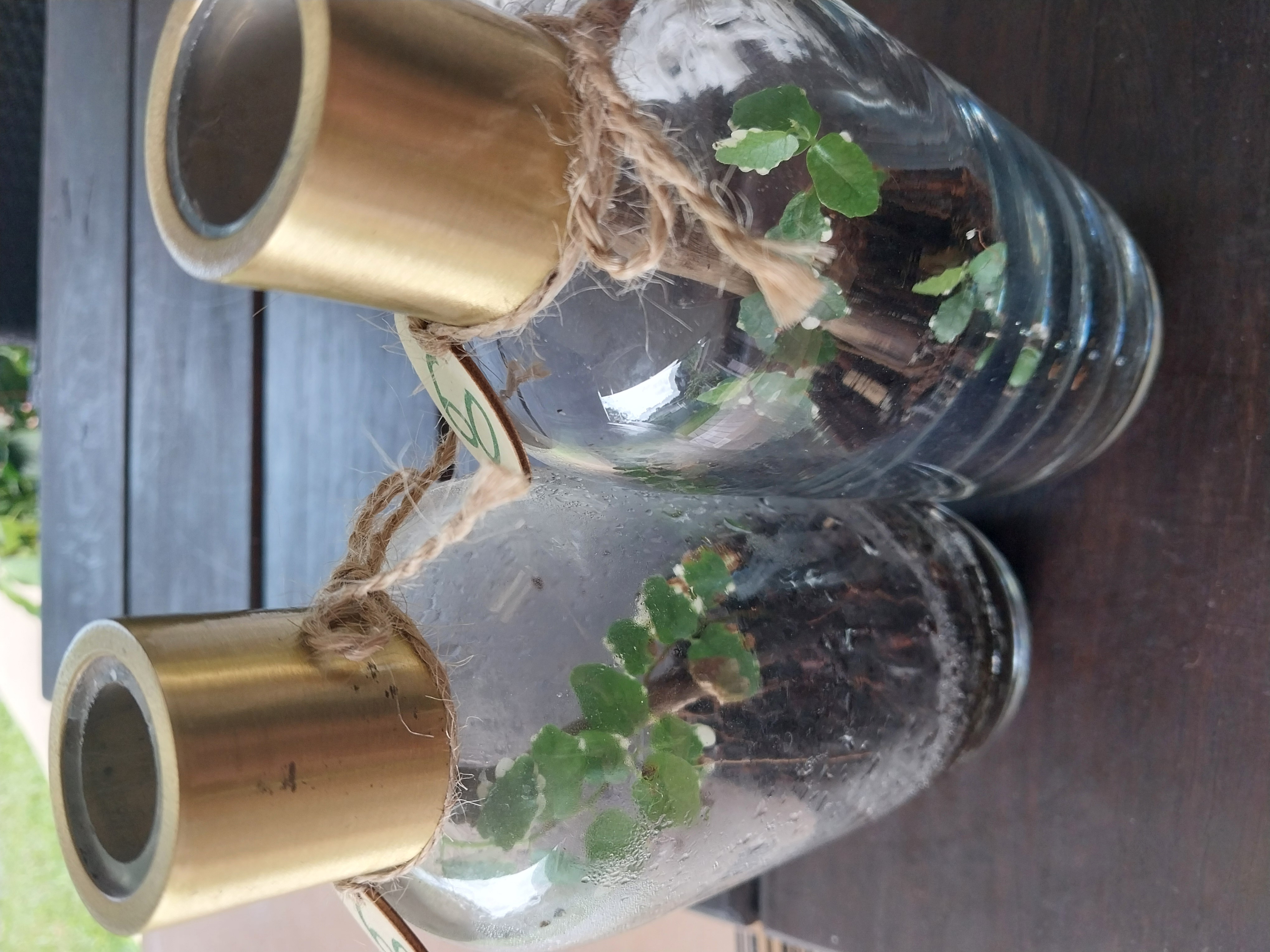 Terrarium lamps!