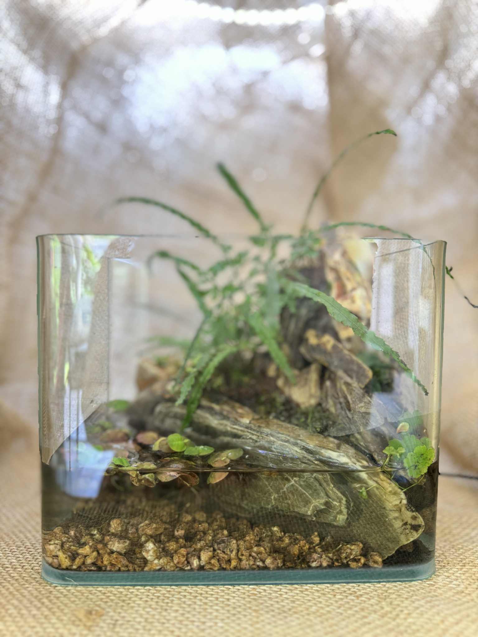 Mini Fish tank Paludarium