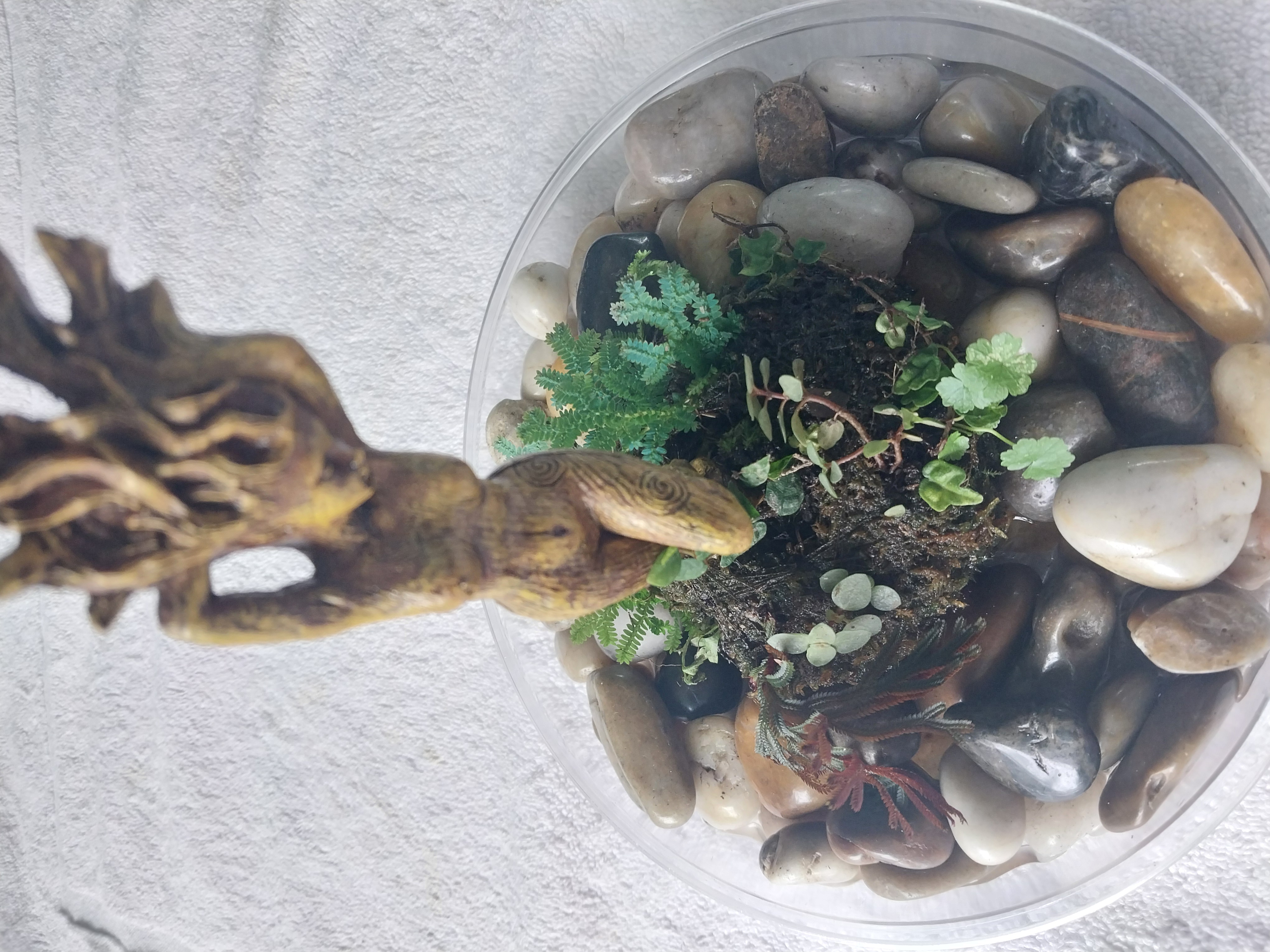 Tree Spirit Wabi-Kusa (female)