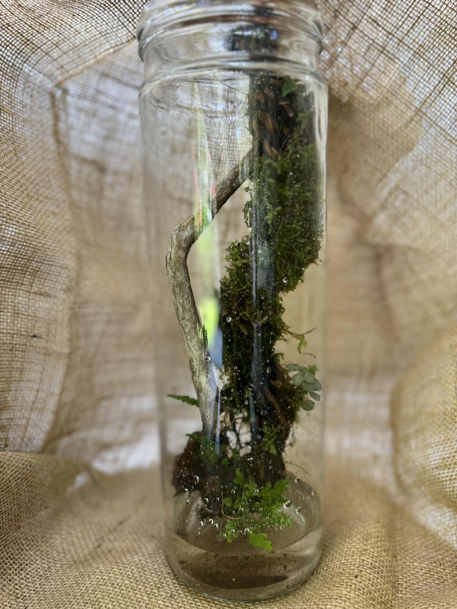Tall Moss Wick Terrarium