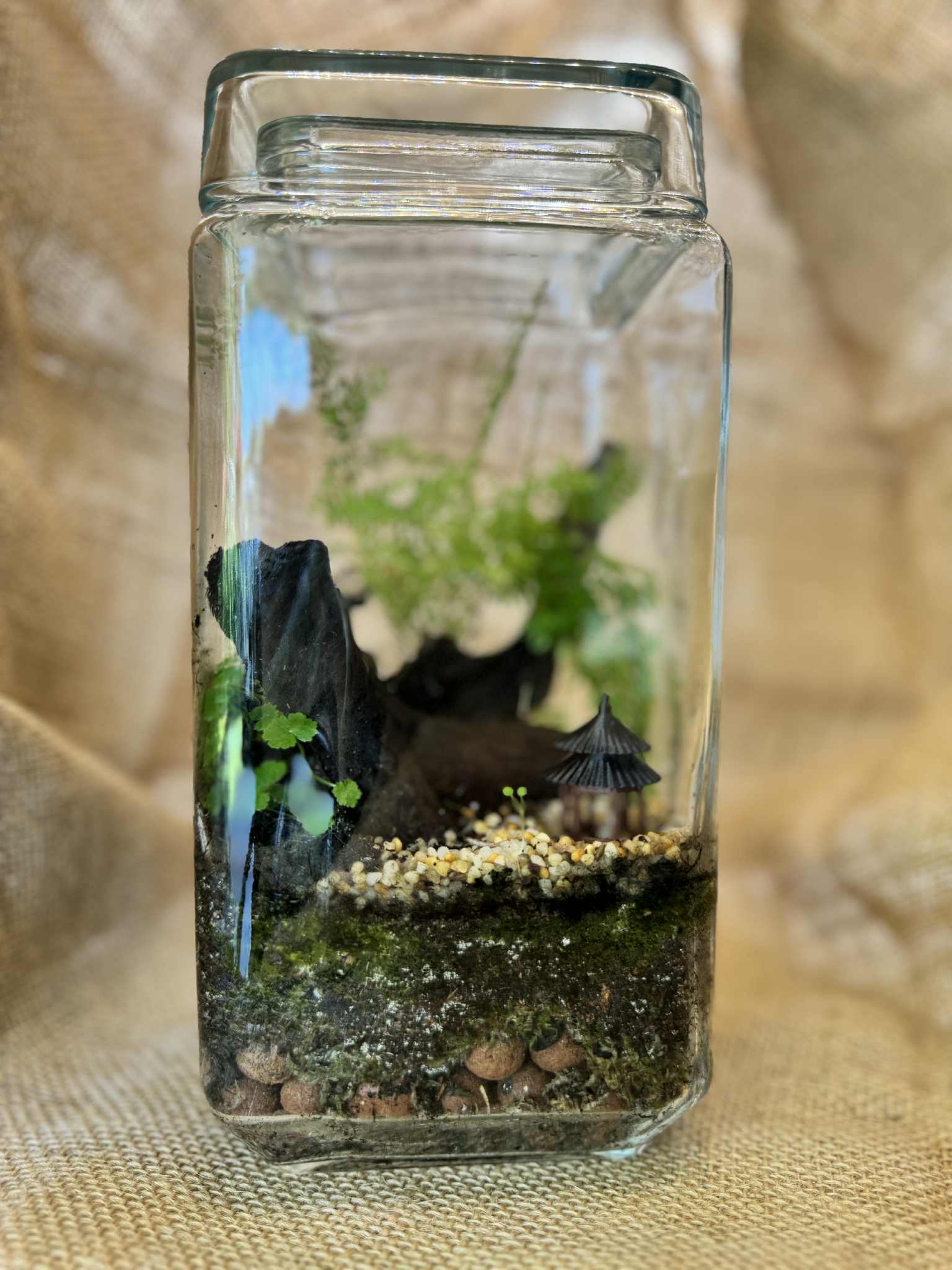 Square cylinder terrarium