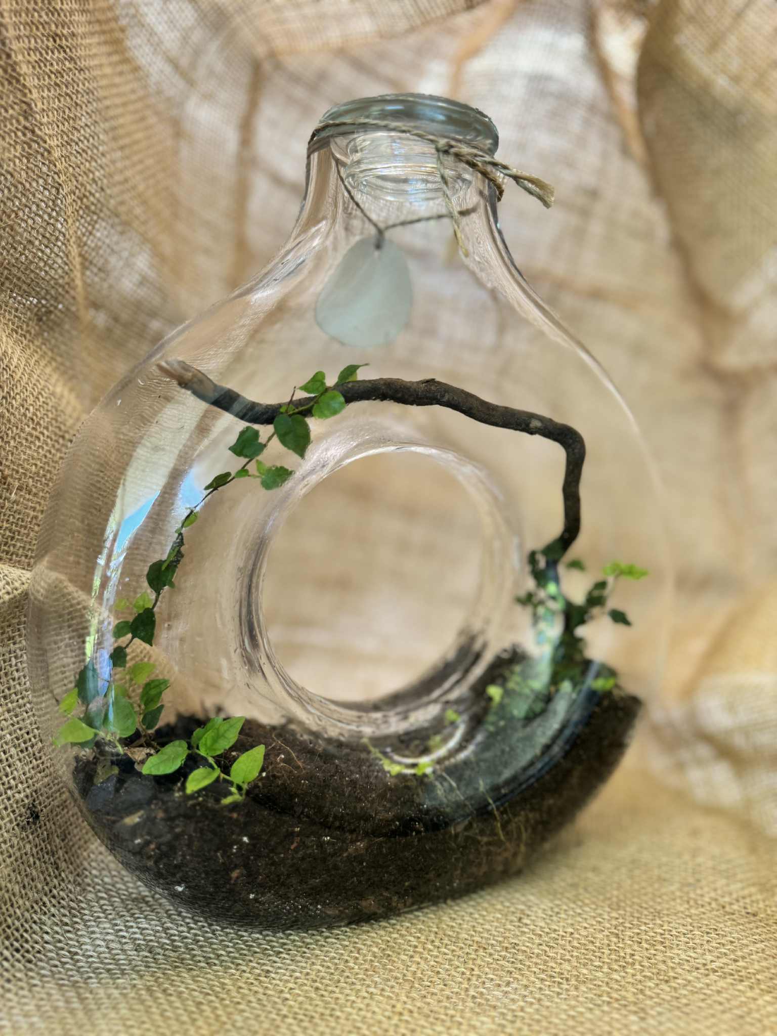 Donut glass terrariums