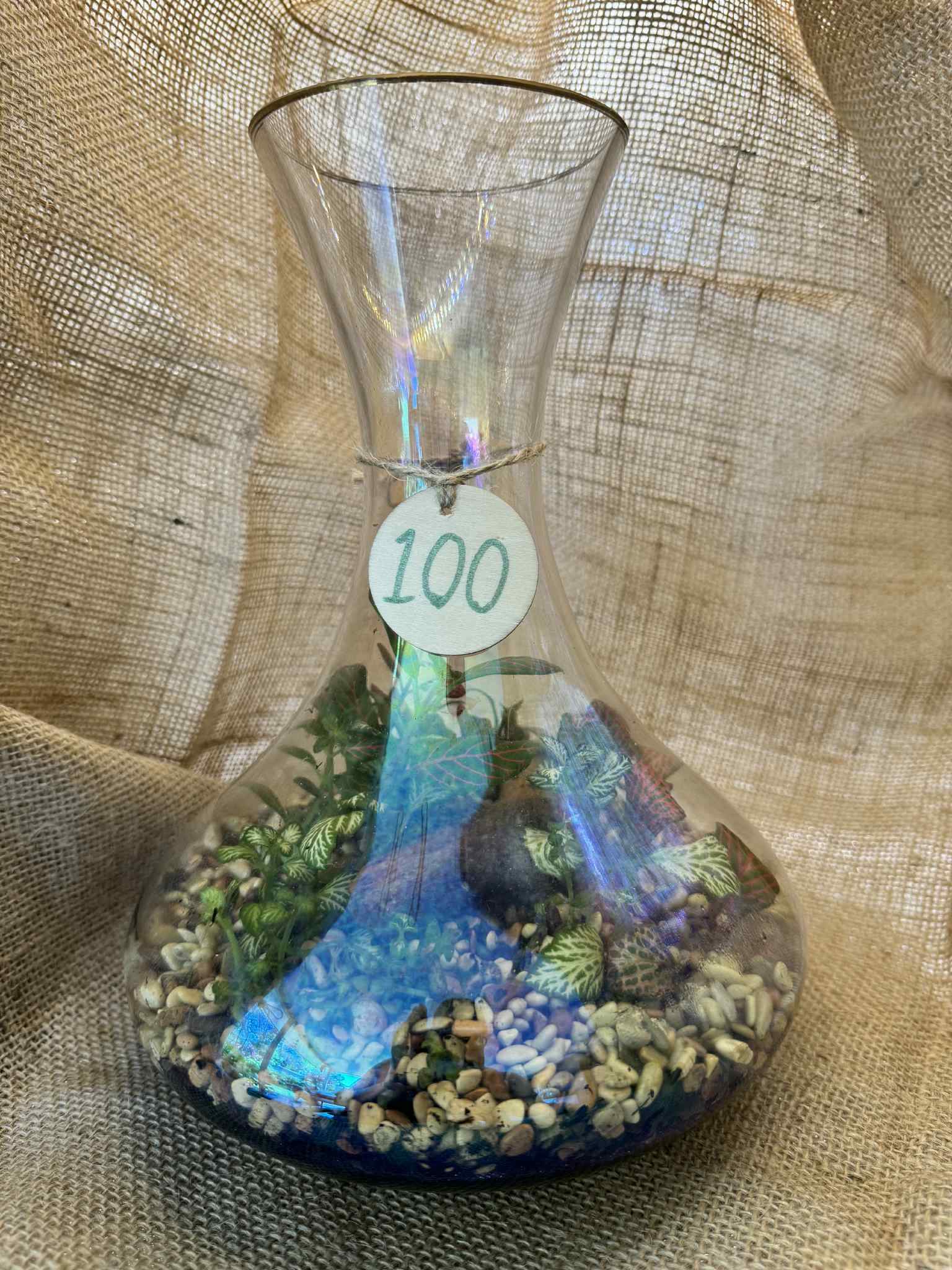 Beautiful iridescent carafe terrarium