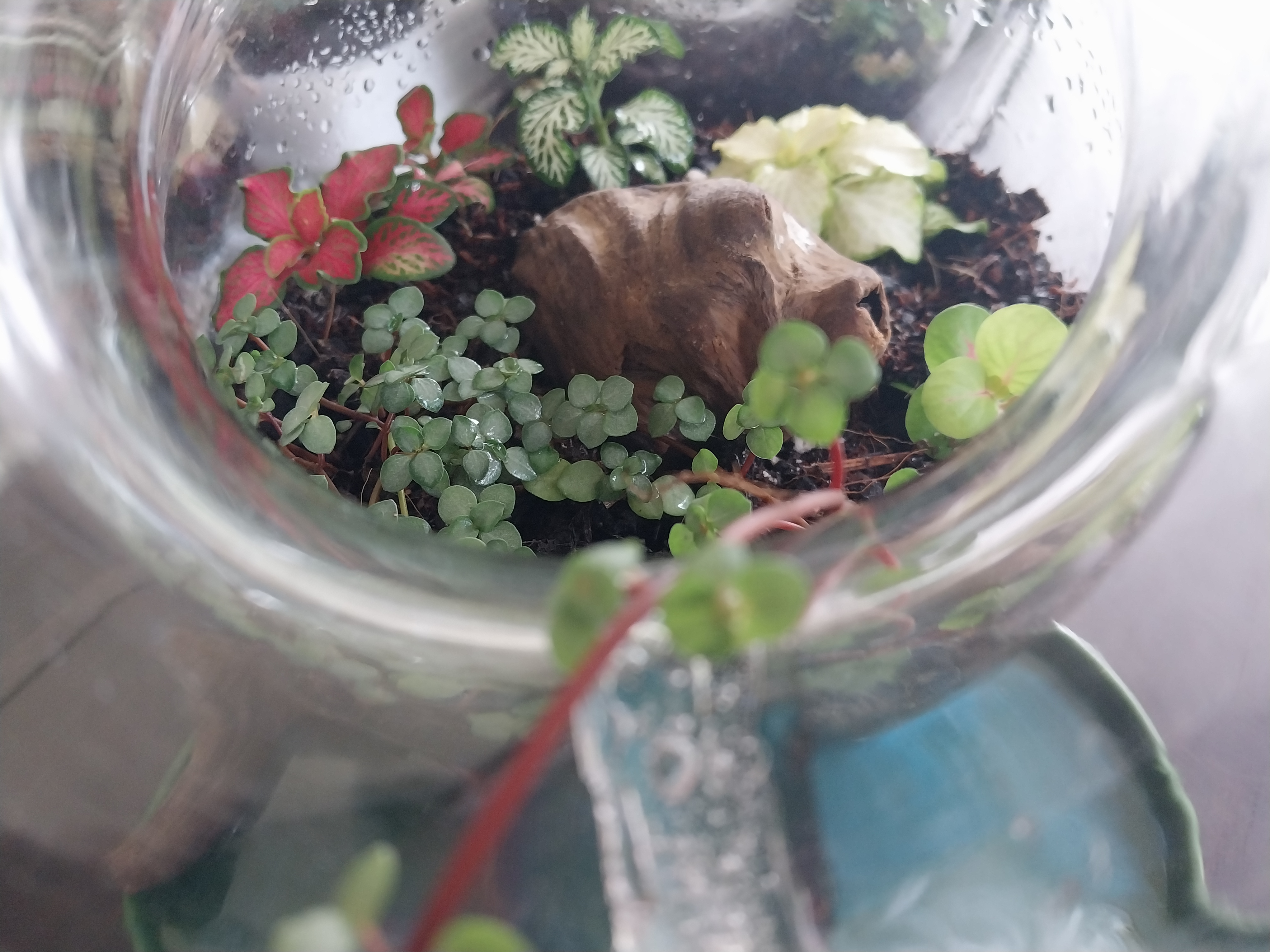Glass Terrarium with Artistic Waterfall Design