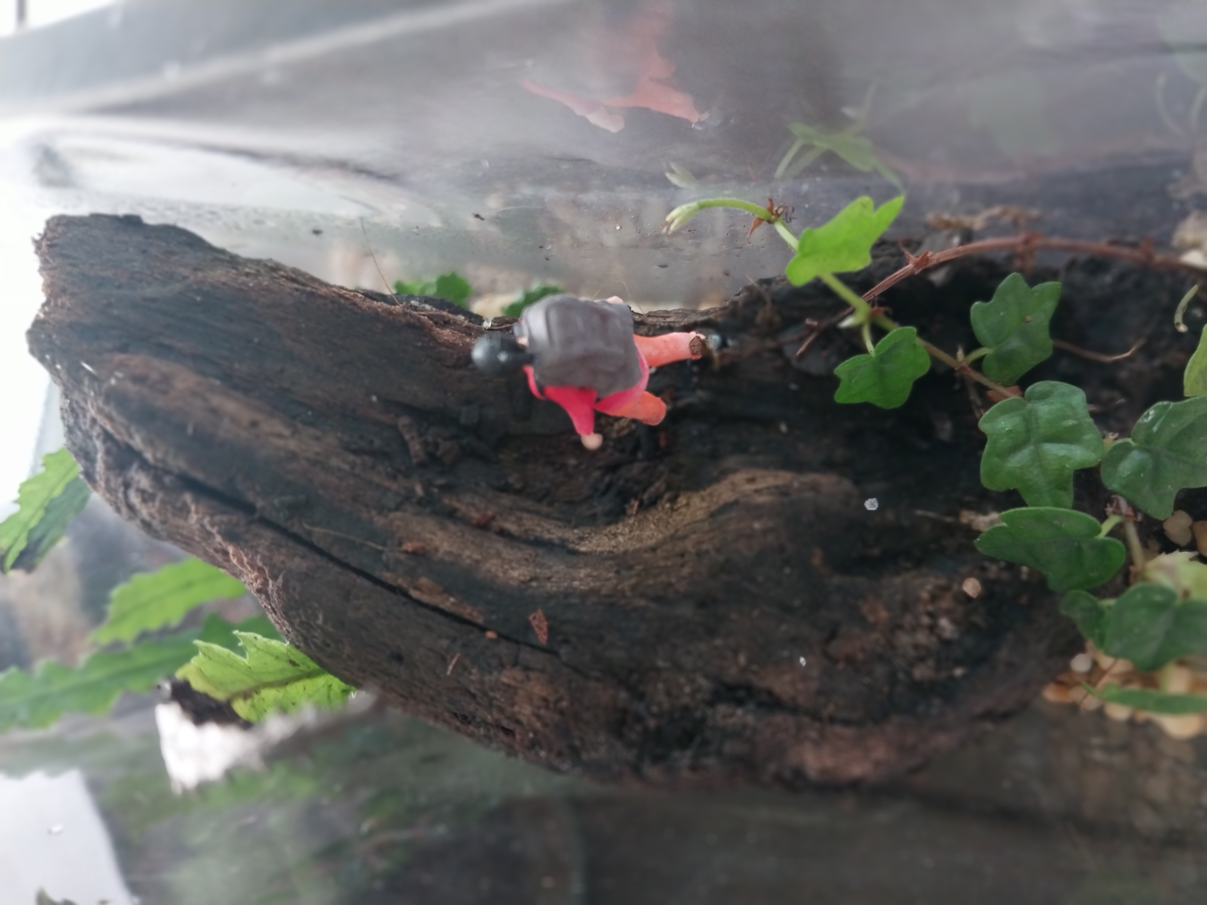 Glass Terrarium with Miniature Hiker