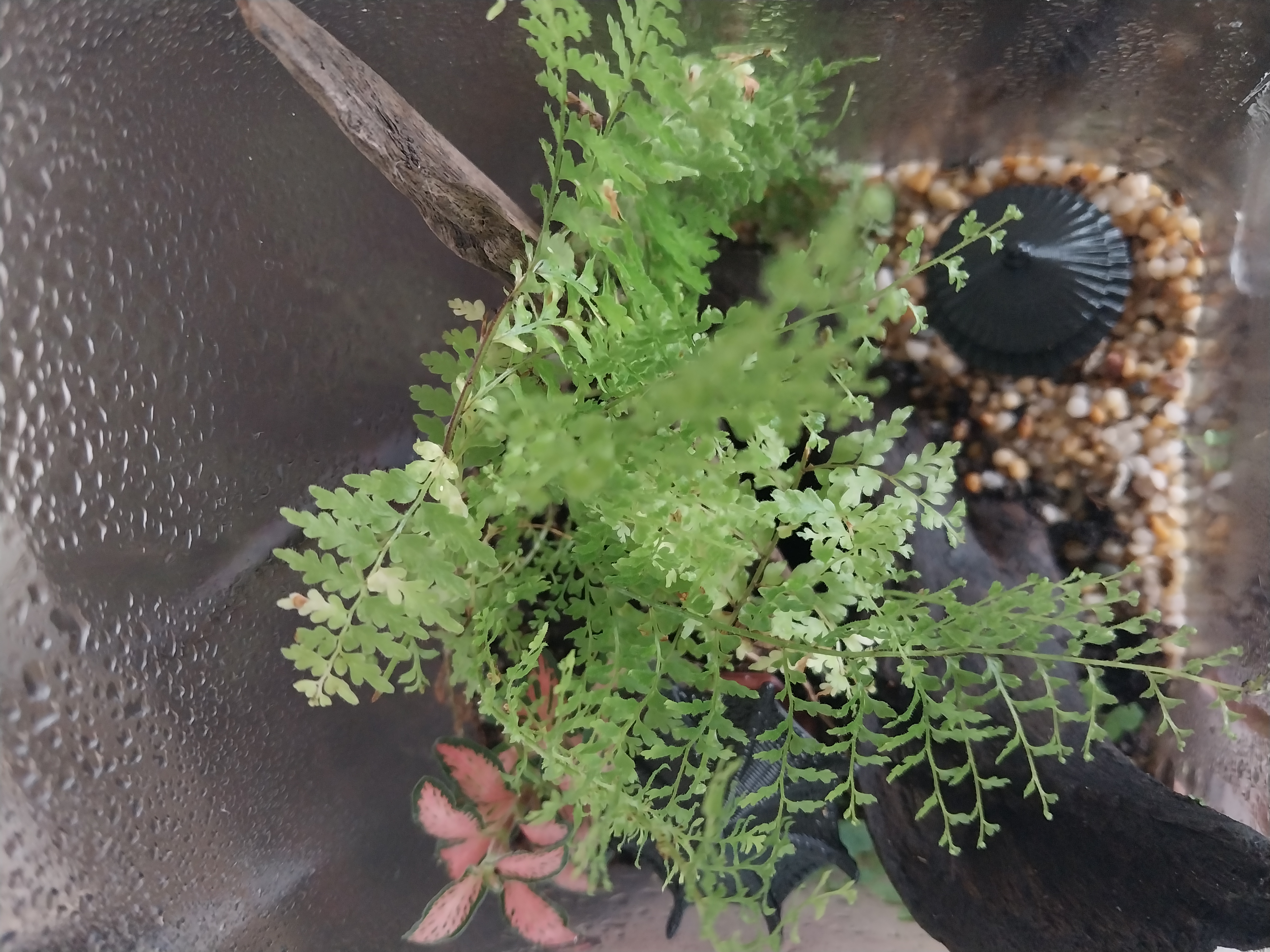 Square cylinder terrarium 