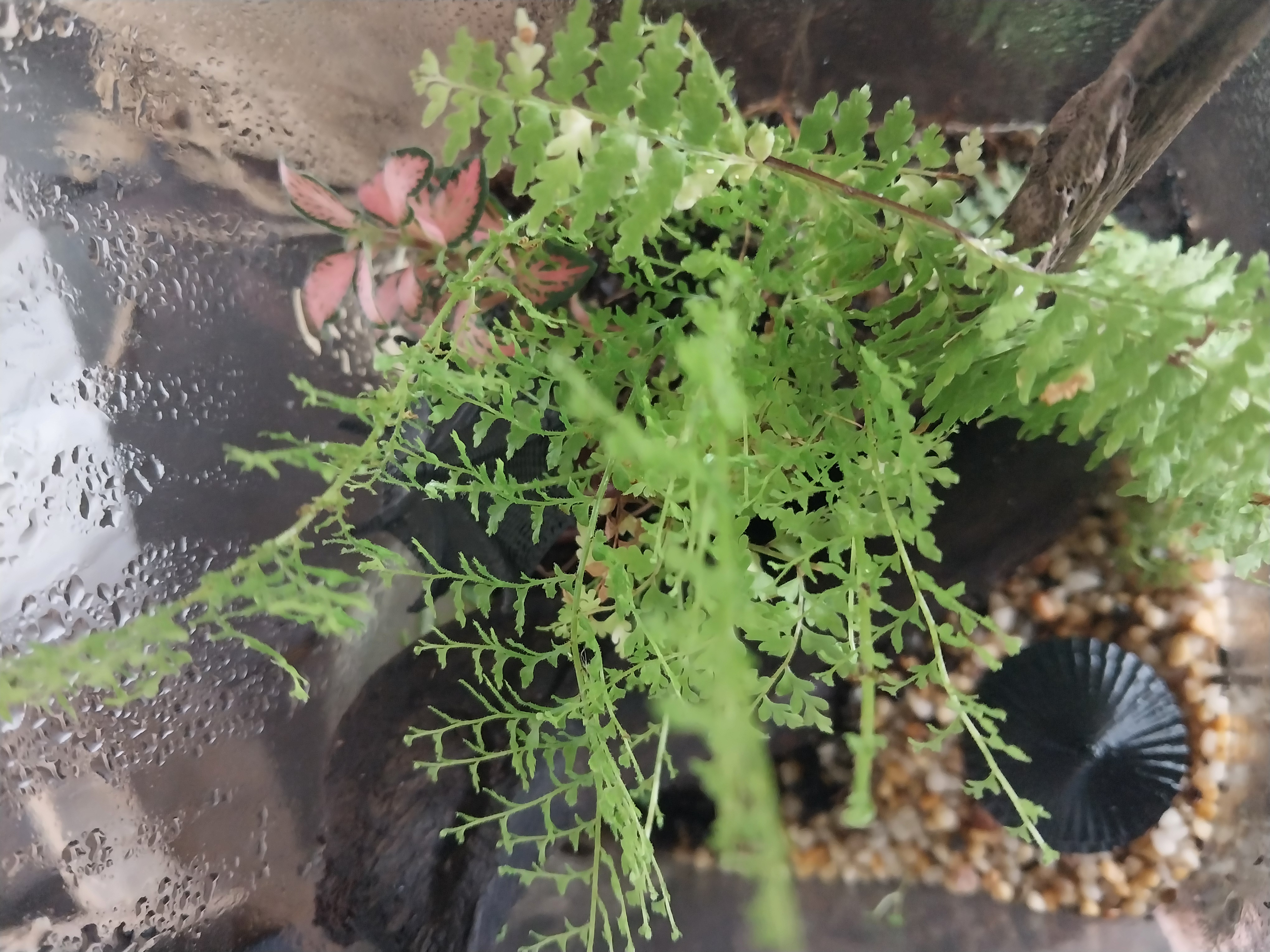 Square cylinder terrarium 