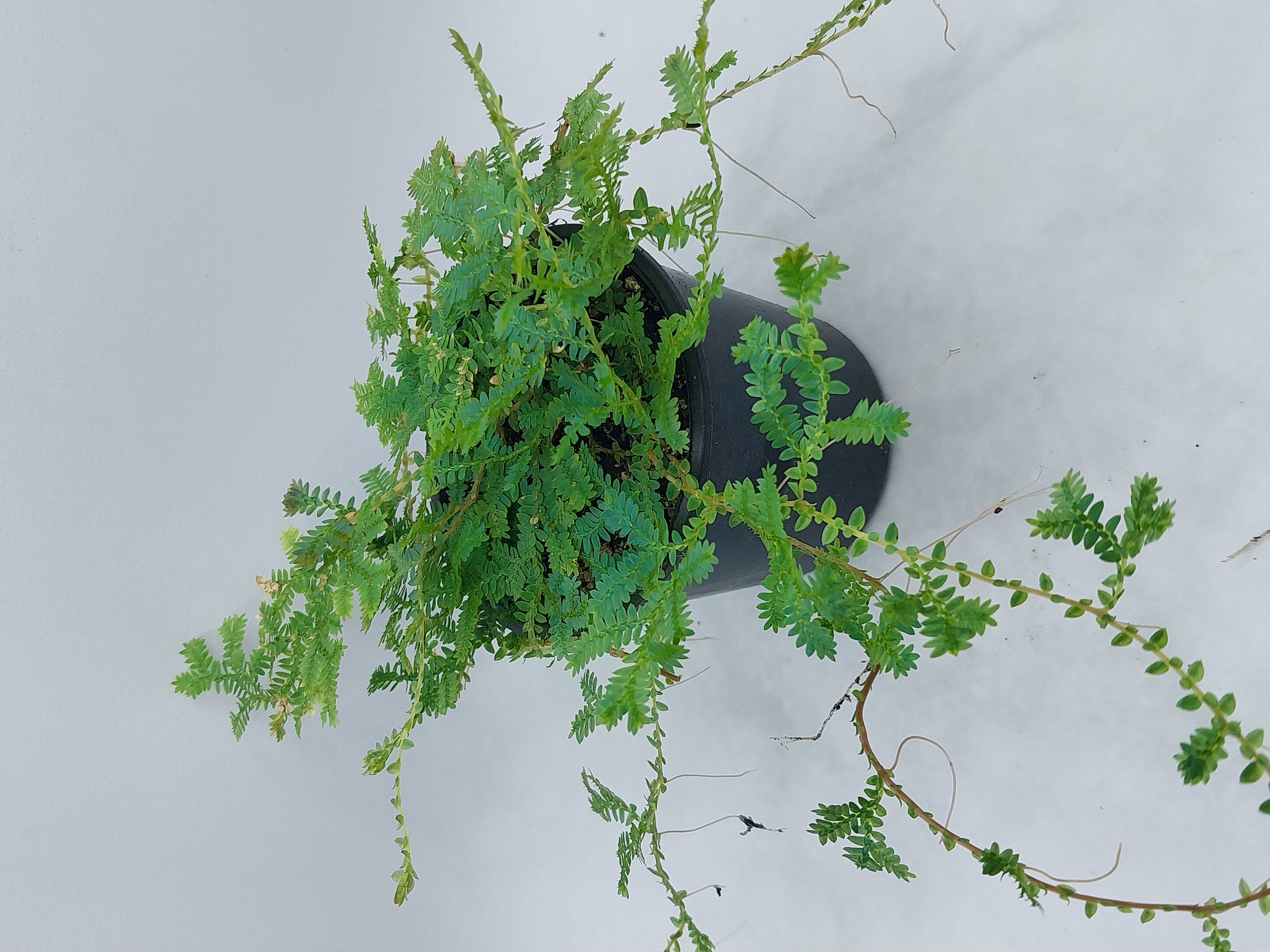 Selaginella Plants 