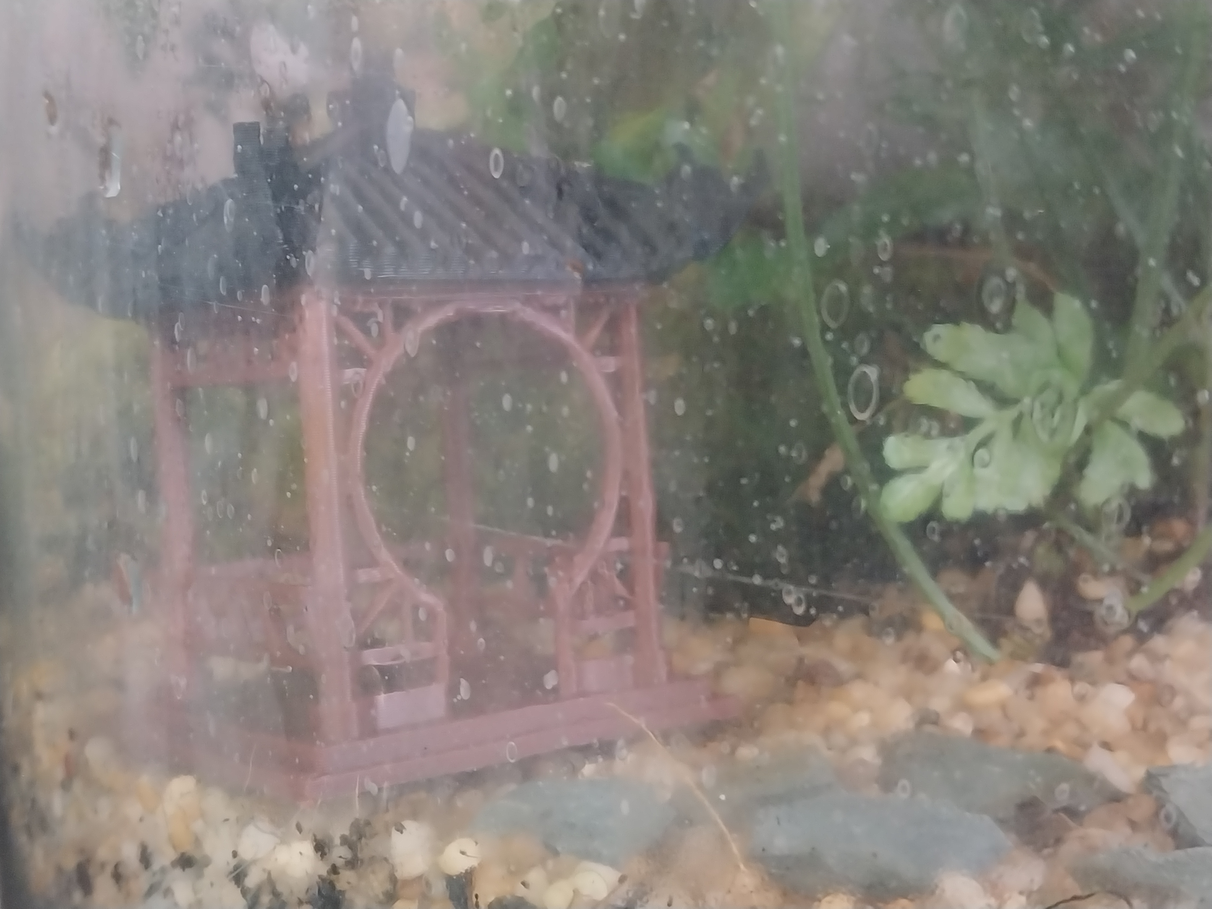 Imported Handcrafted Glass Bottle Terrarium
