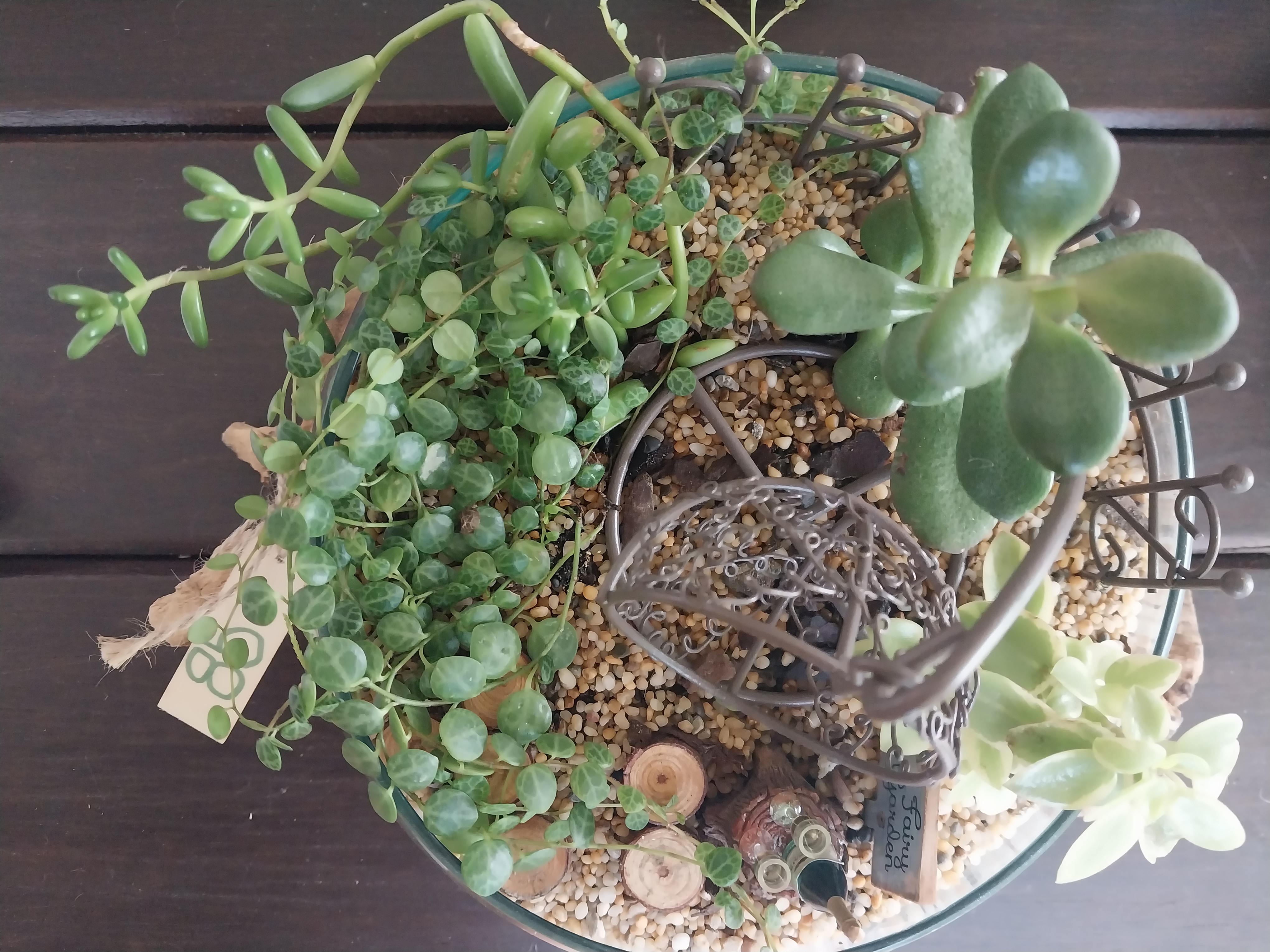 Open Molten glass terrariums on hardwood bases 
