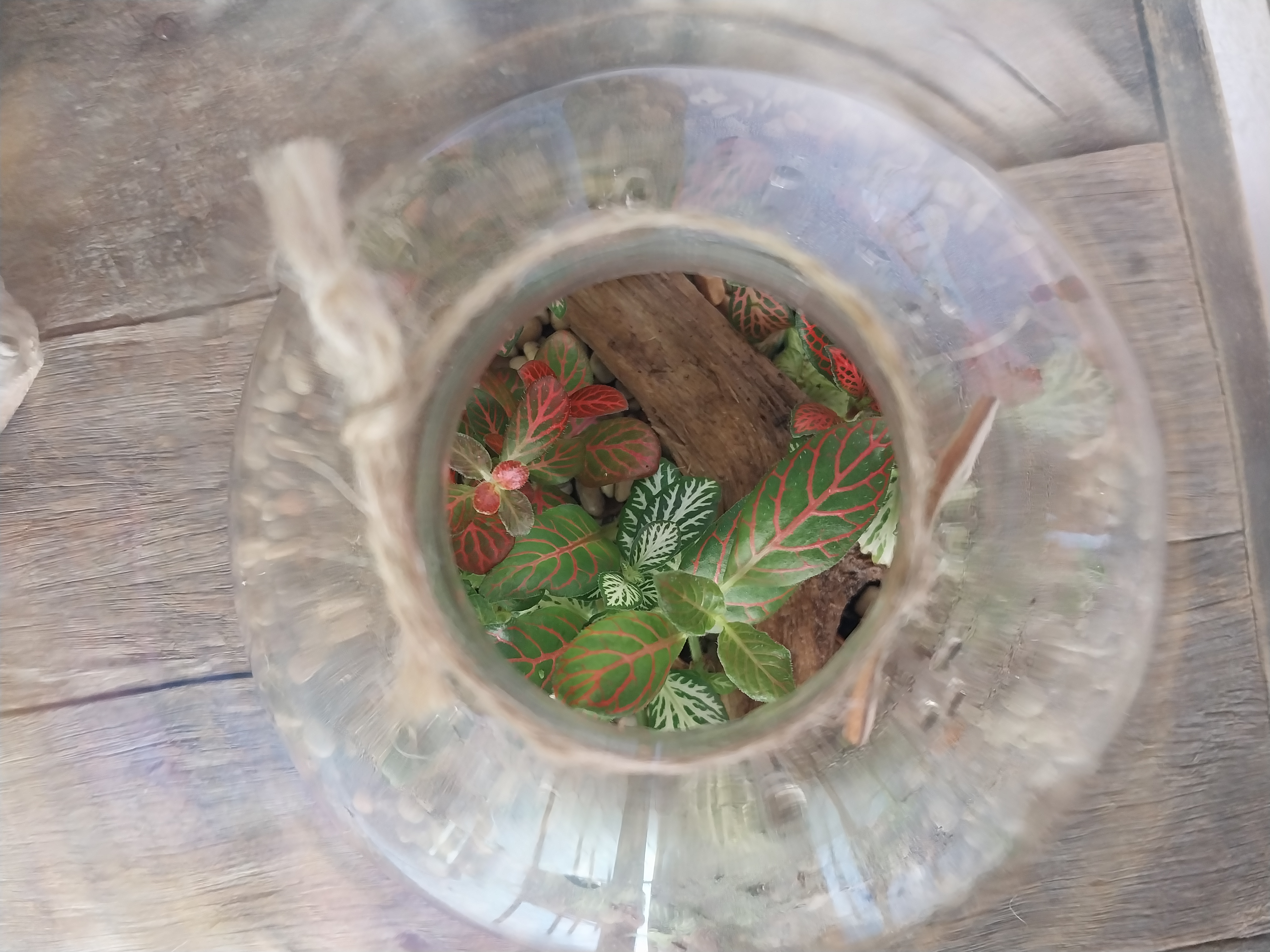 Beautiful iridescent carafe terrarium 