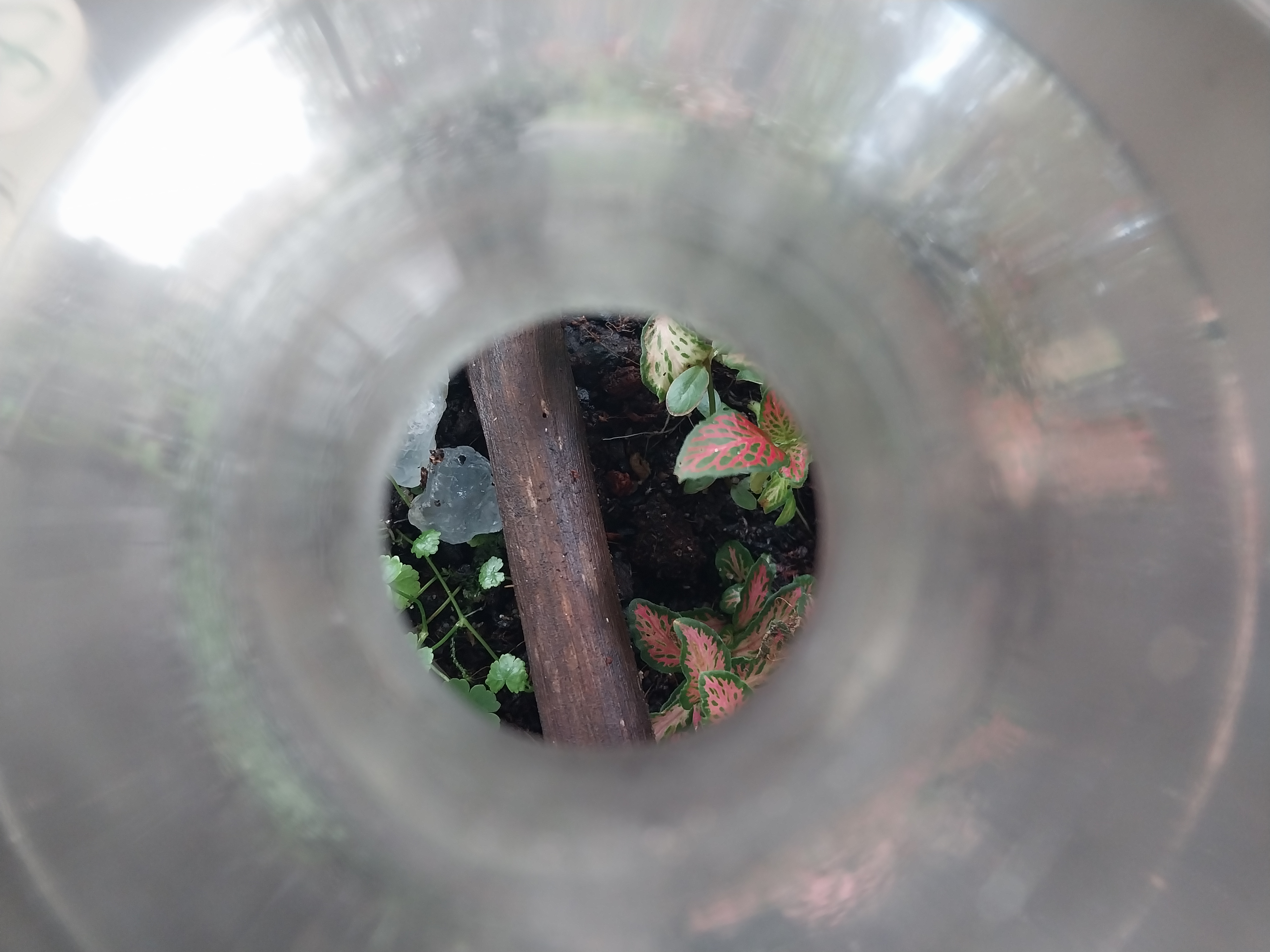 Crystal decanter terrarium with semi precious rocks 