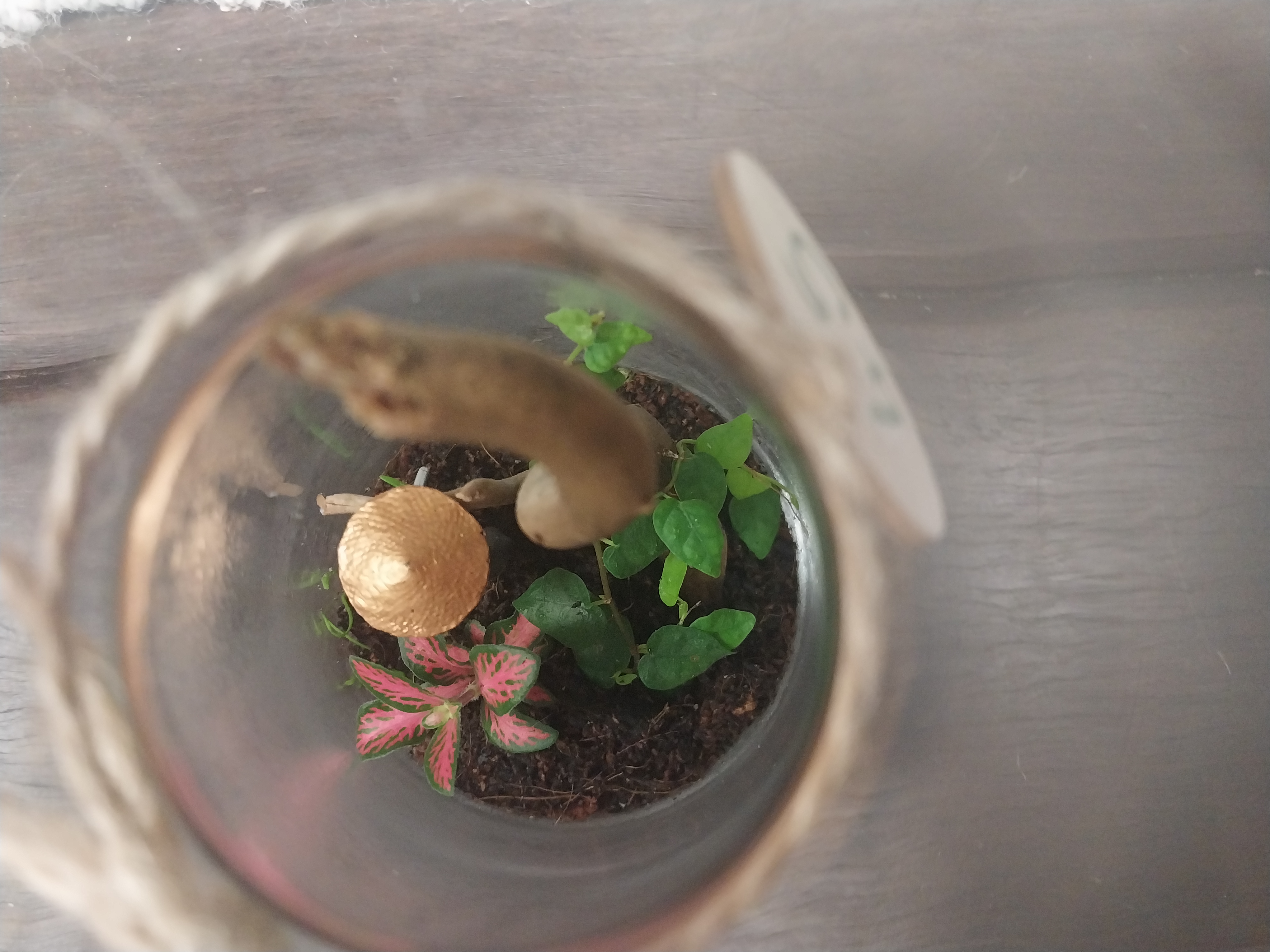 Glass Terrarium with Ninja