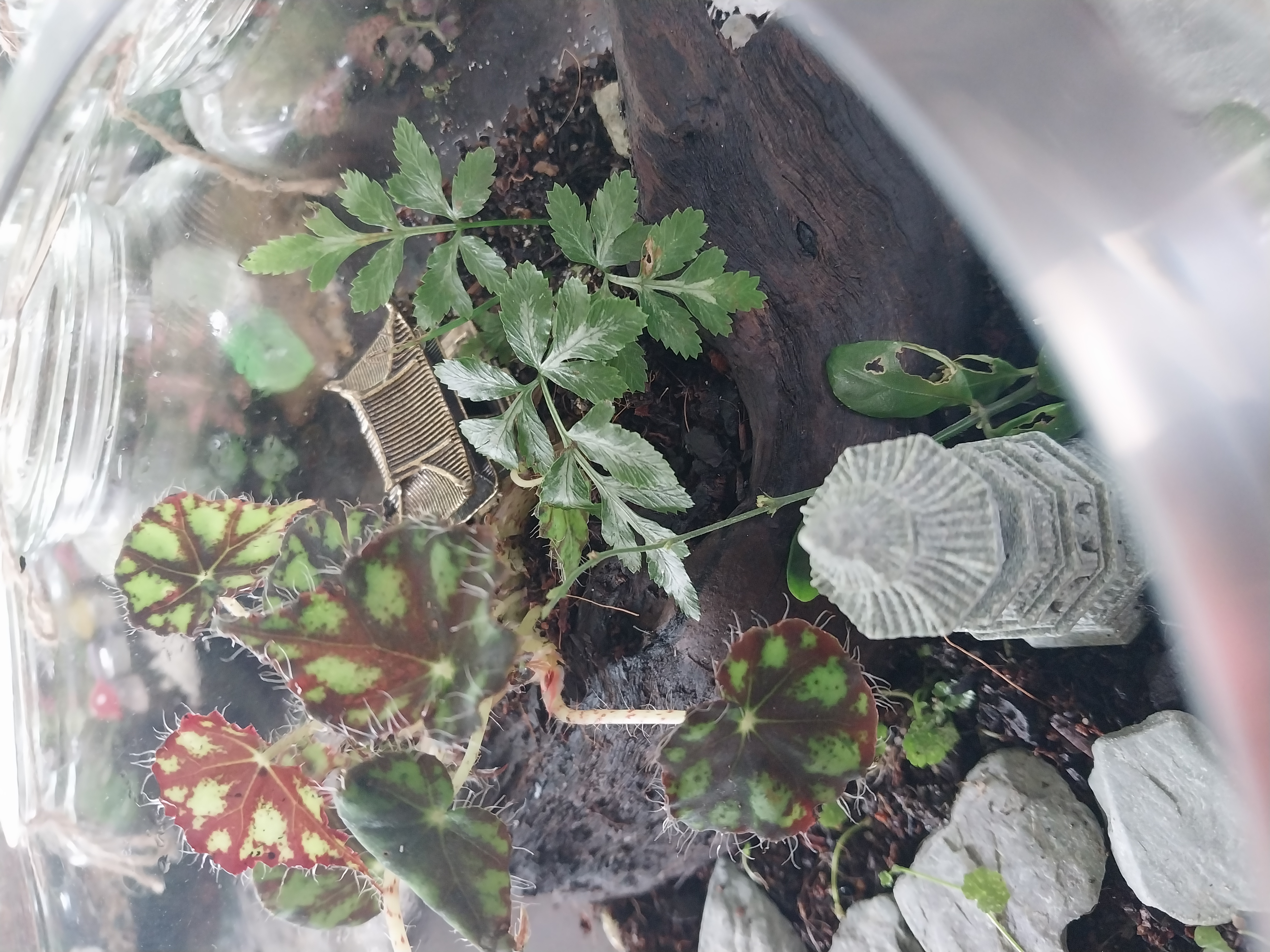 Glass Terrarium with Miniature Pagoda & House 