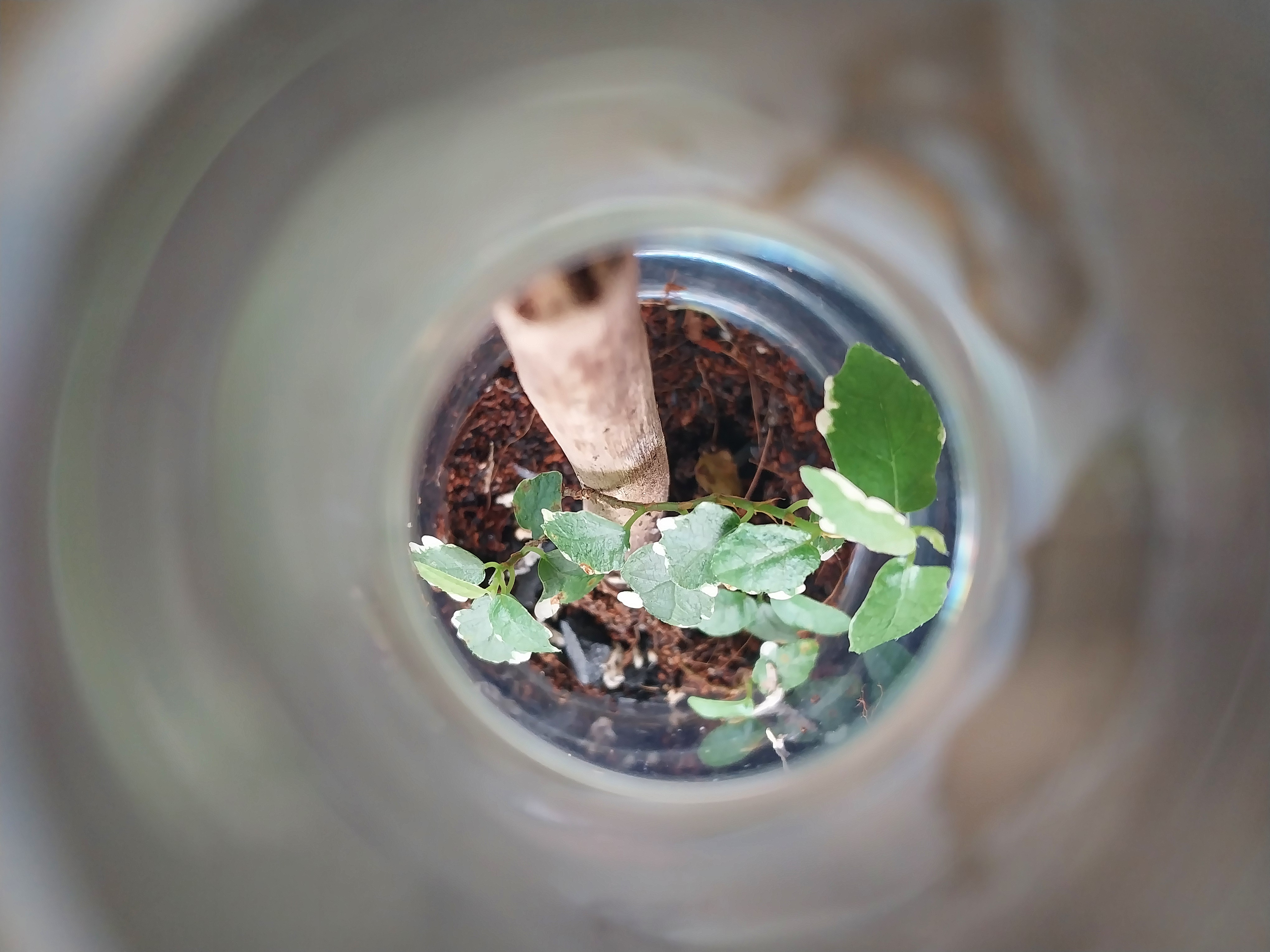 Medium Glass Bottle Terrarium
