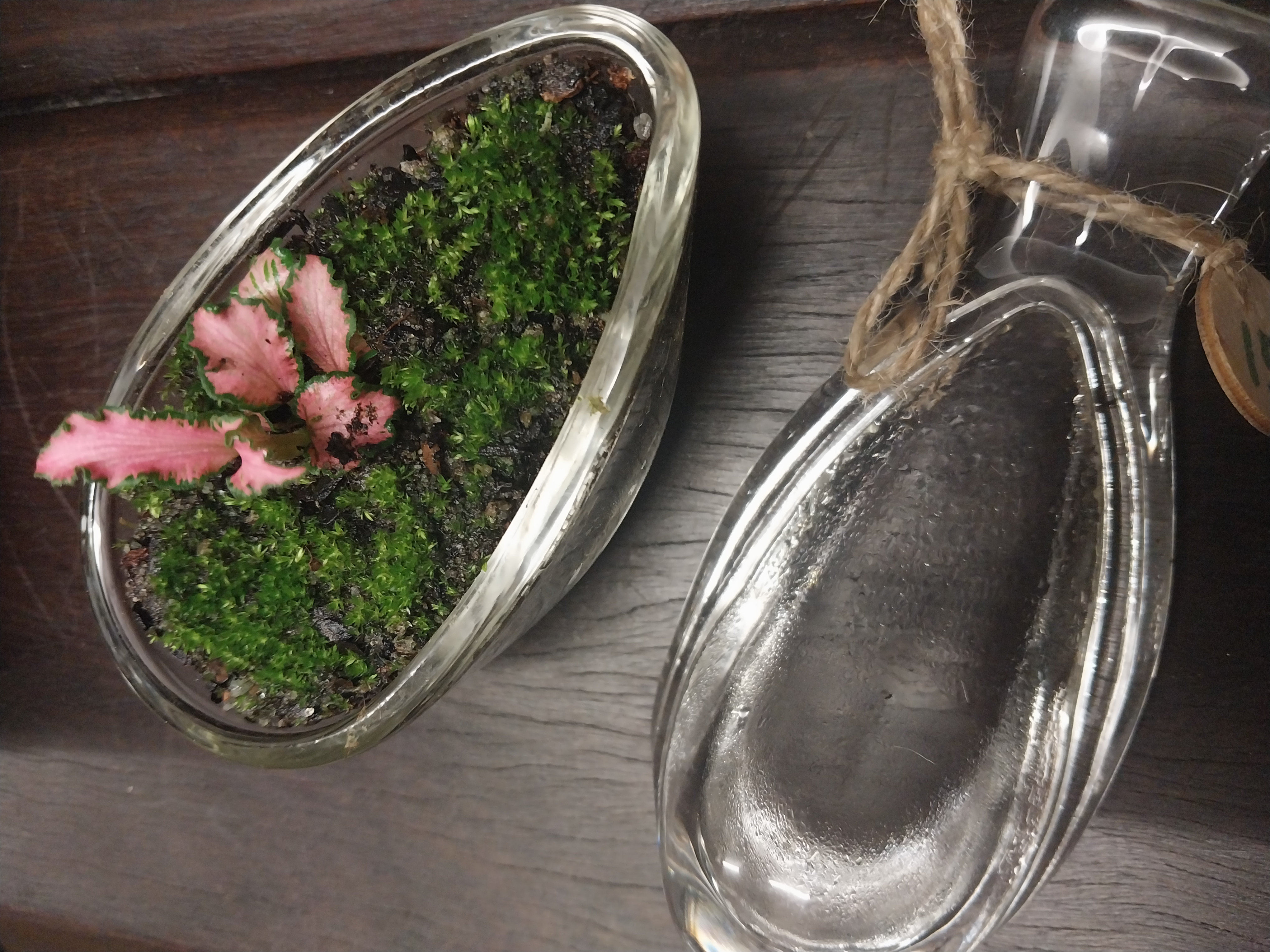 Glass Bird Terrarium