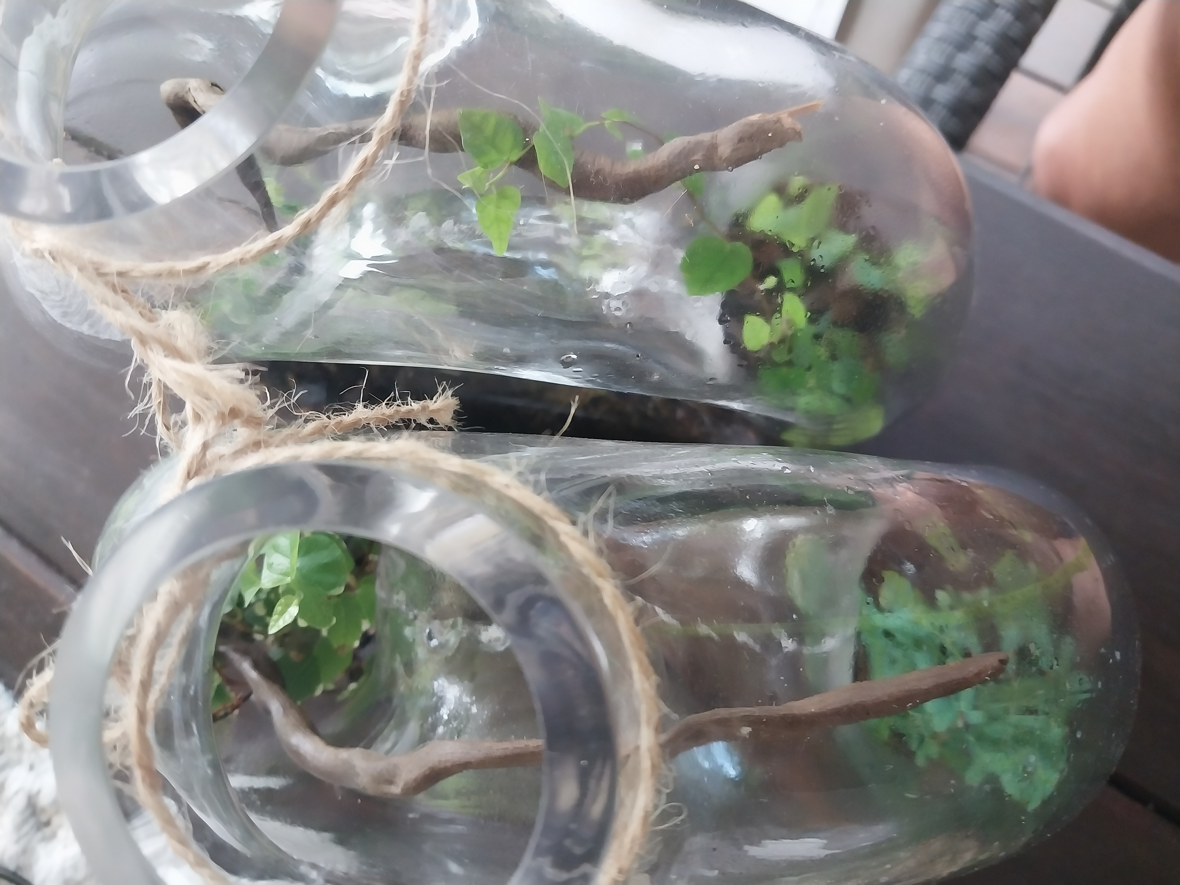 Donut glass terrariums