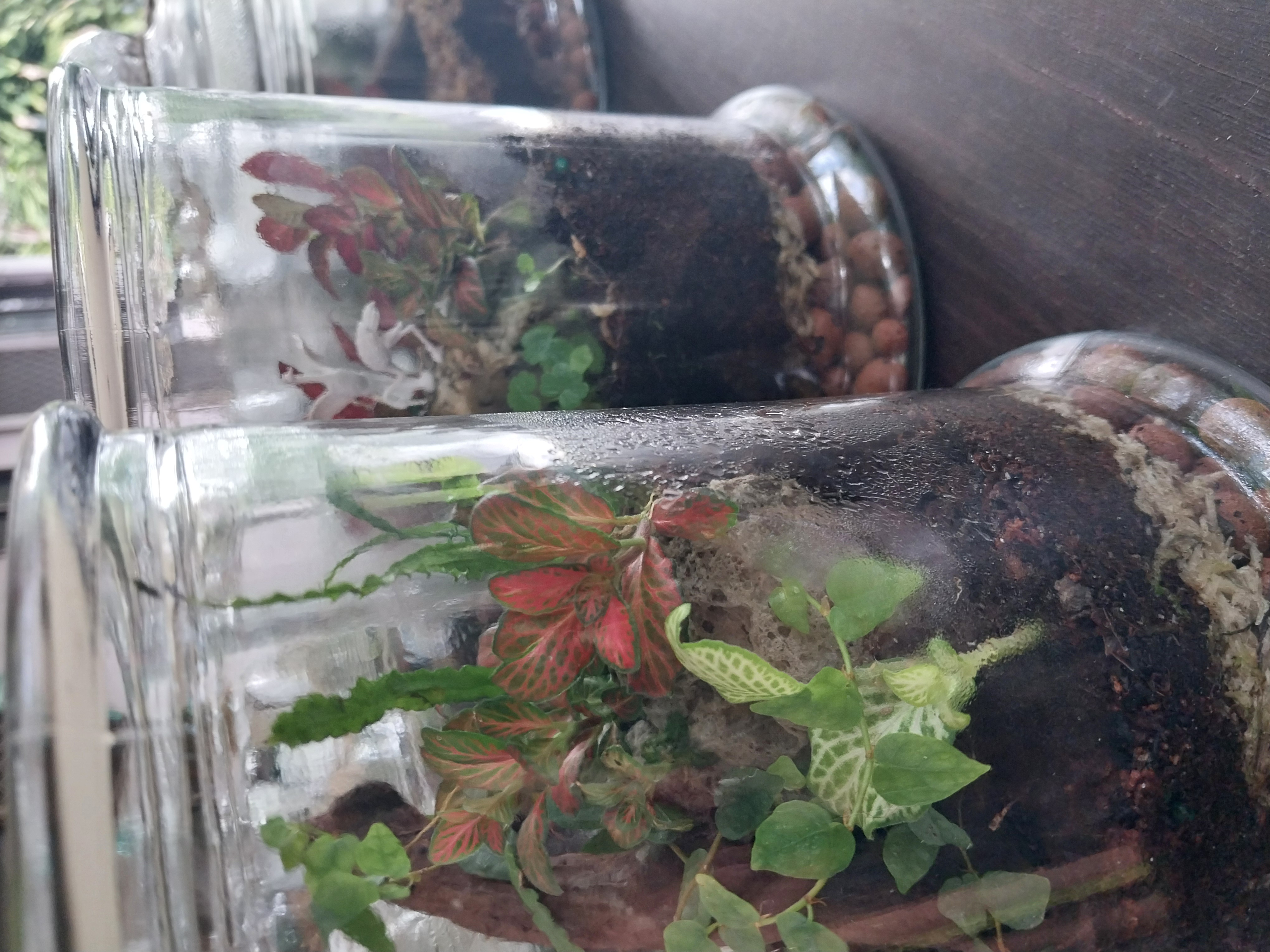 Medium cylinder terrariums 