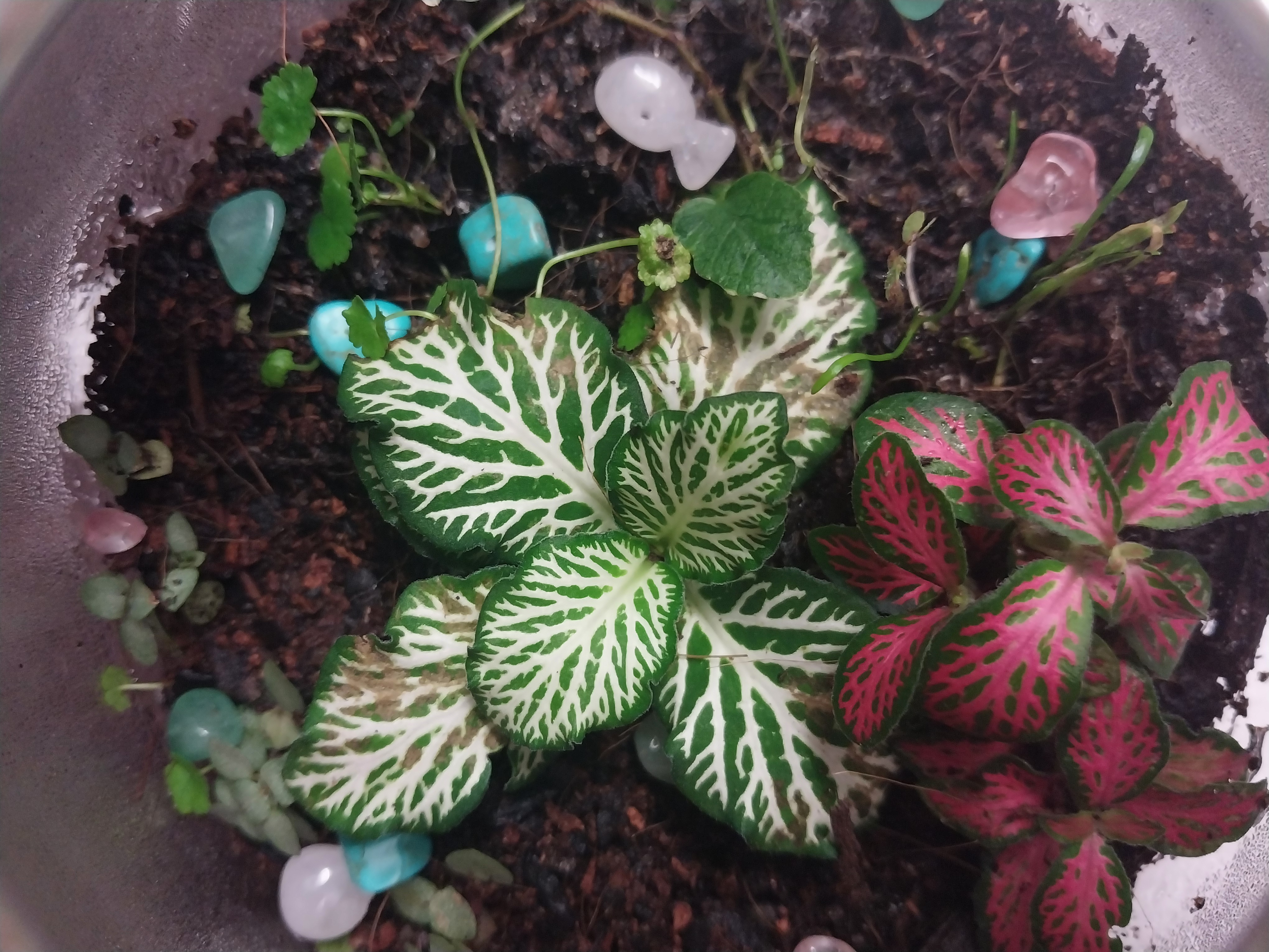 Hanging Terrariums