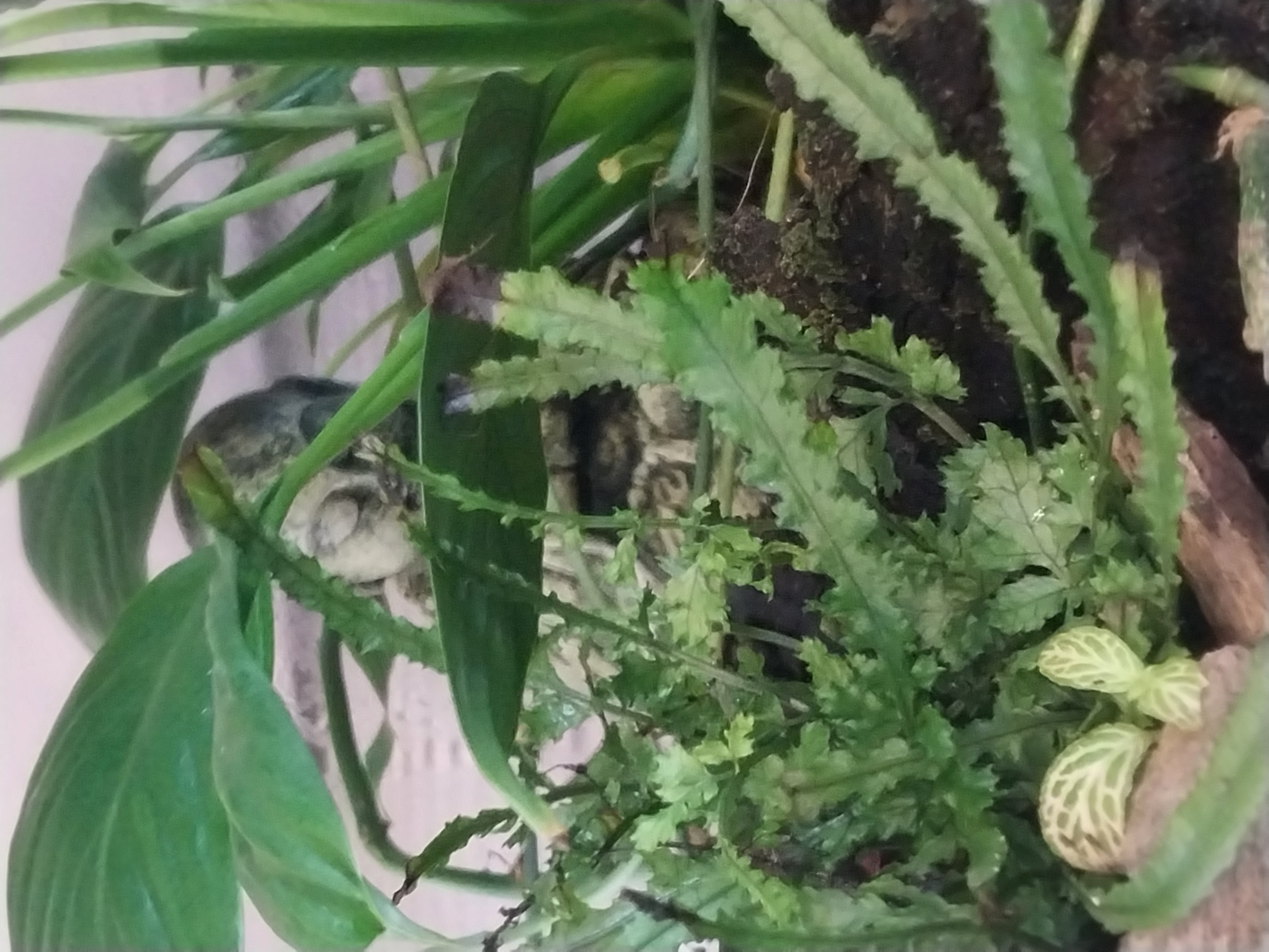Extra Large Buddha Terrarium