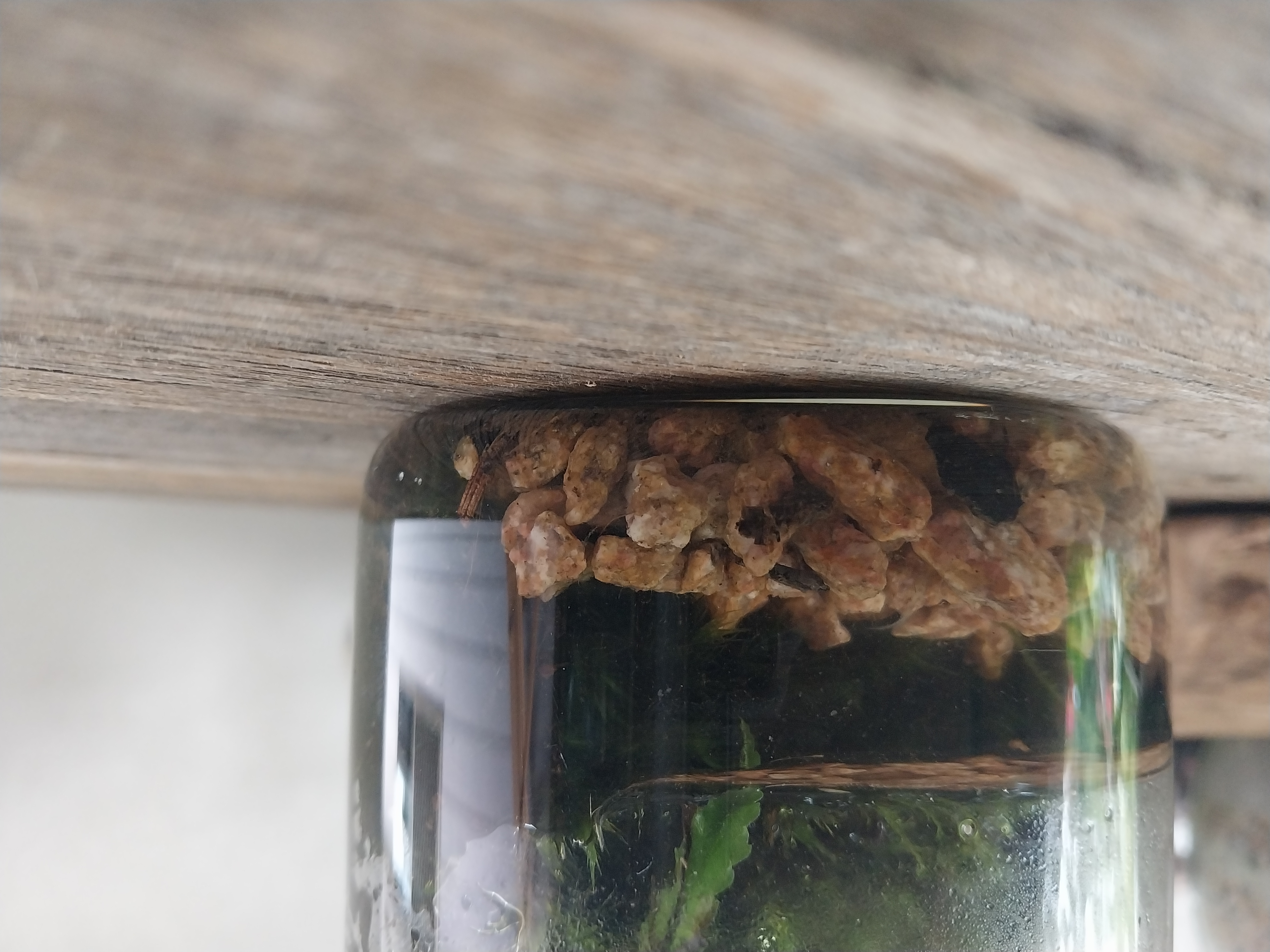 Vertical Moss-wall Paludarium's 