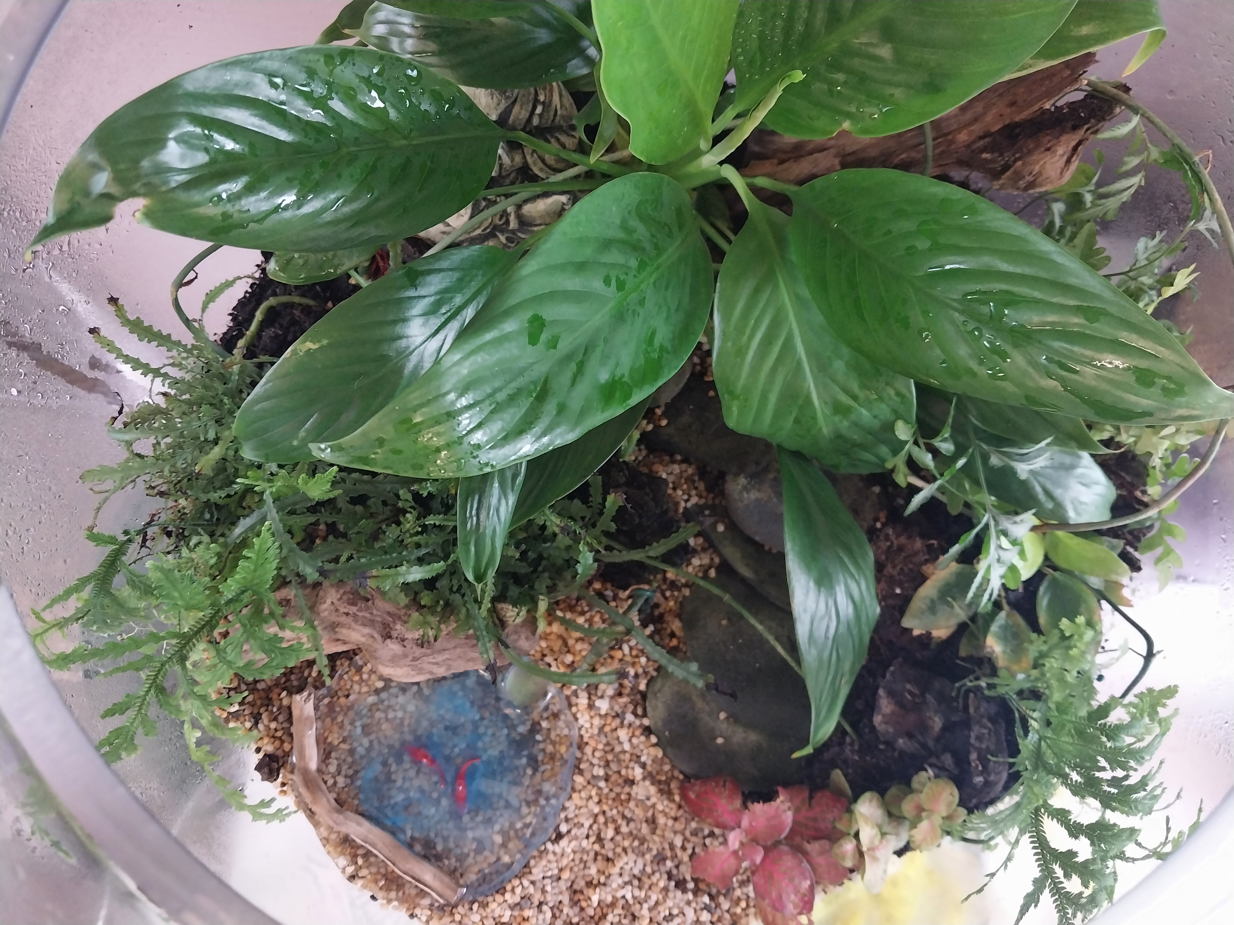 Extra Large Buddha Terrarium
