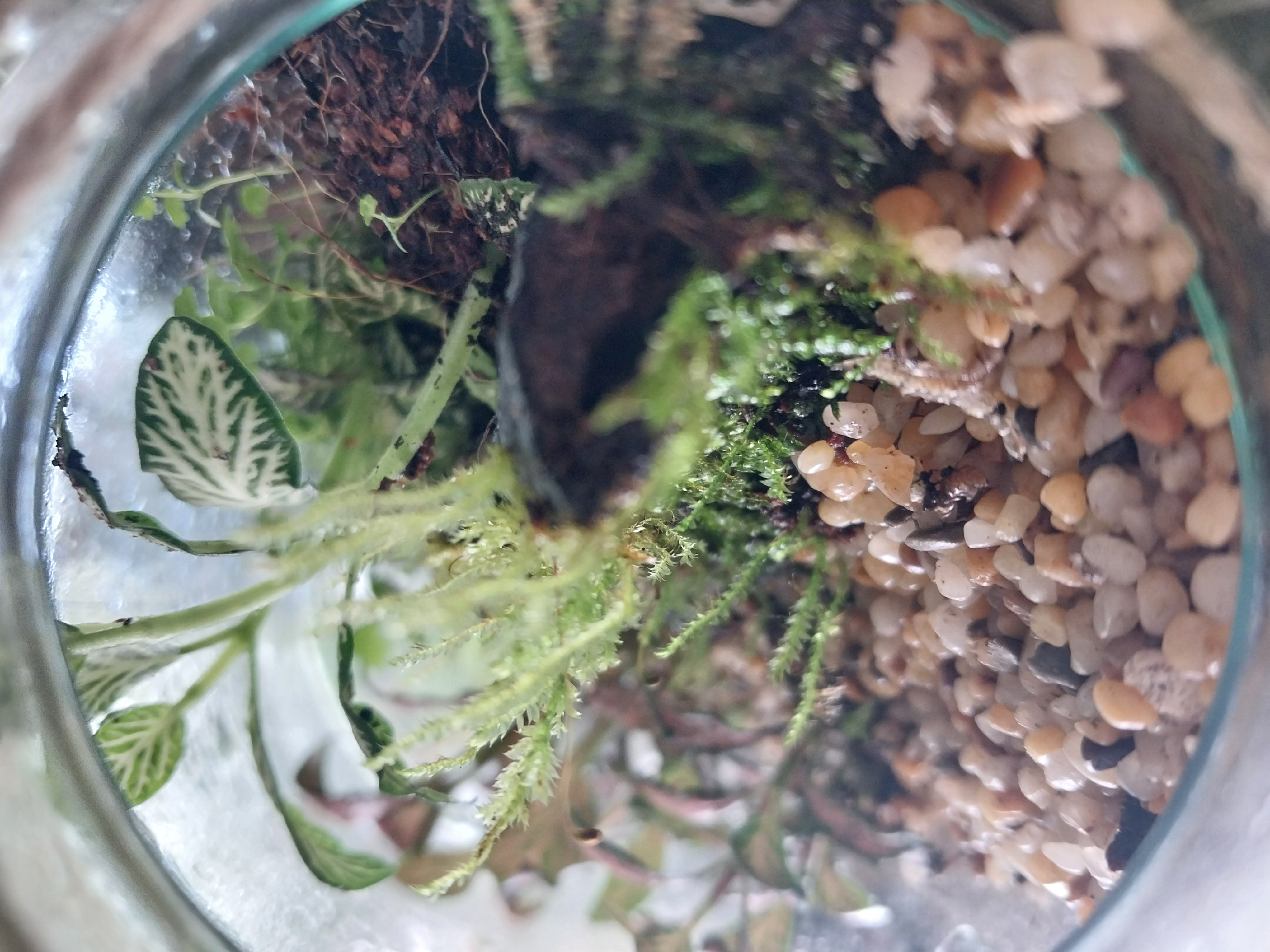 Horizontal Bottle Terrarium 