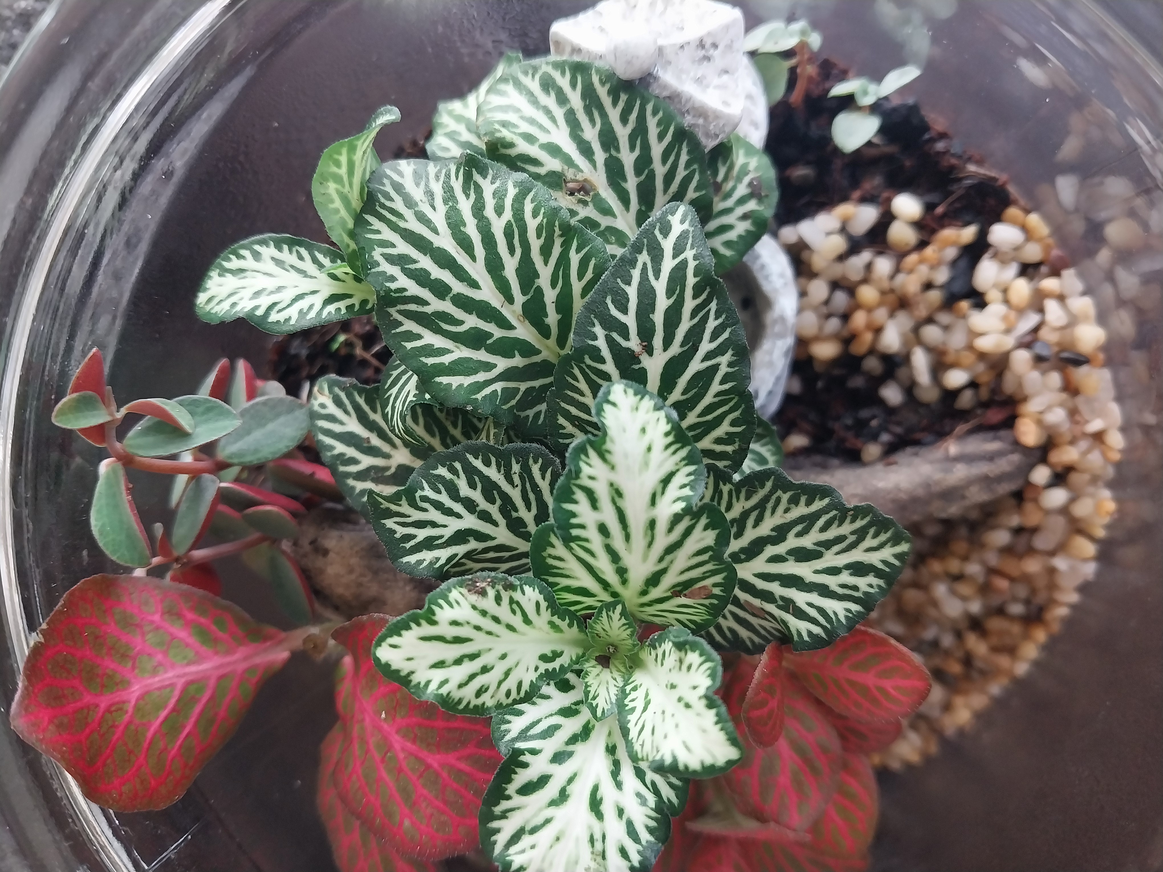 Japanese Garden Terrarium