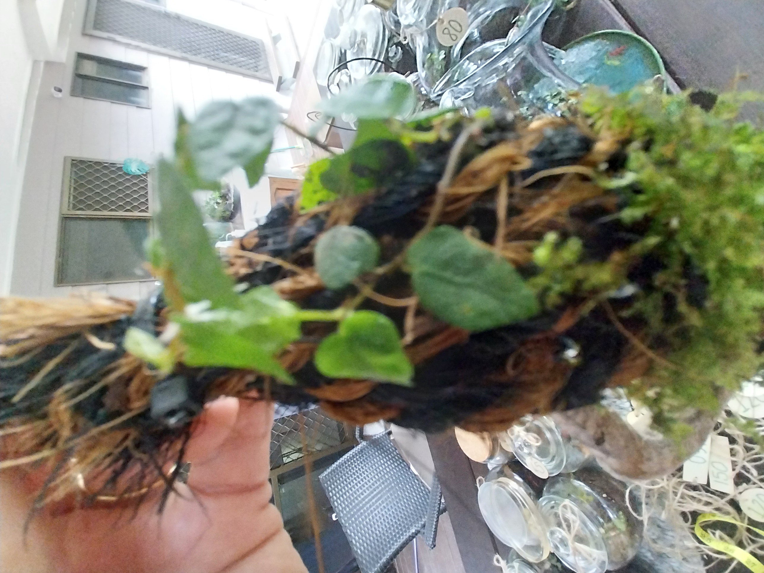 Tall Moss Wick Terrarium