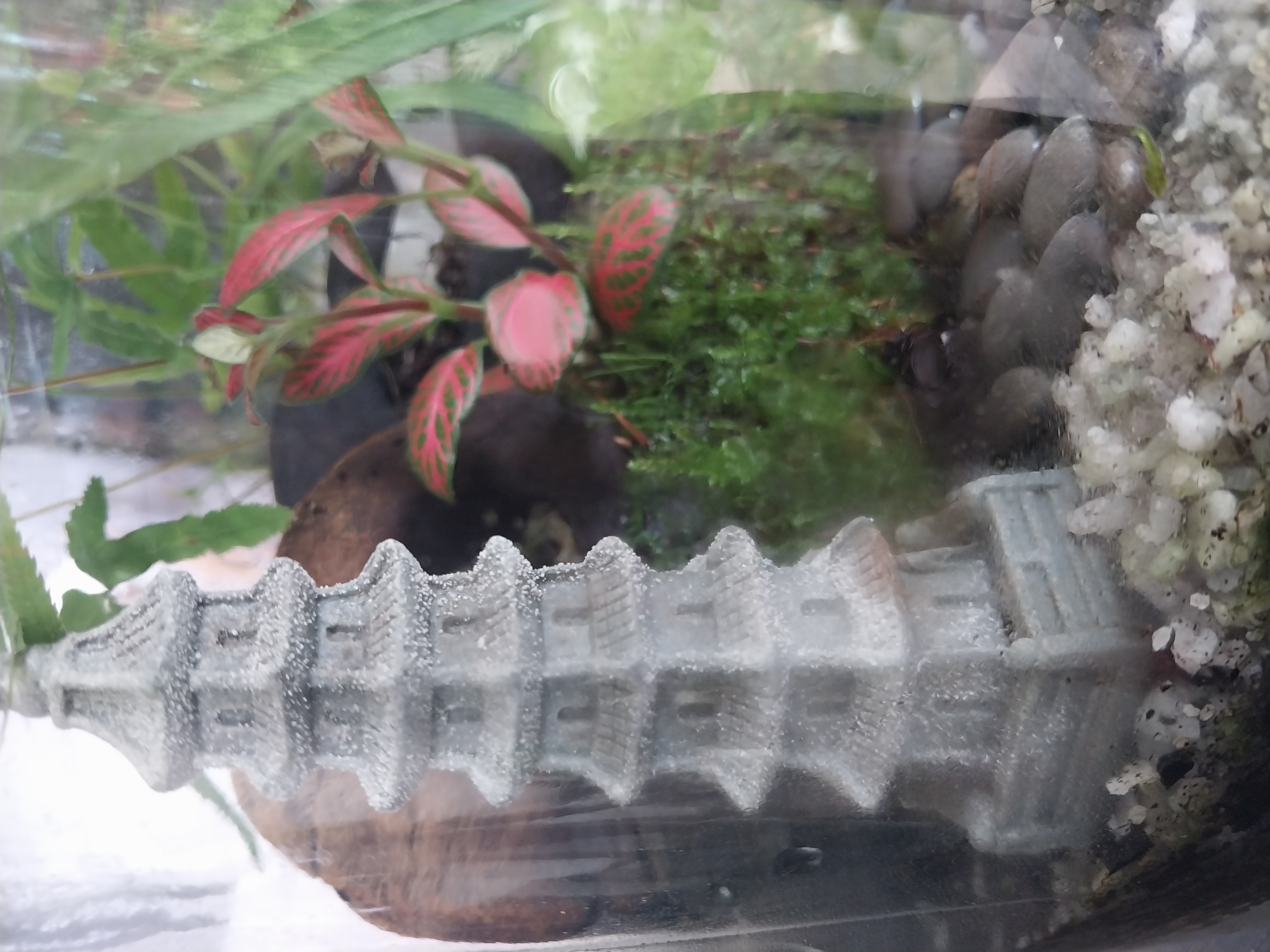Closed Temple Terrarium 
