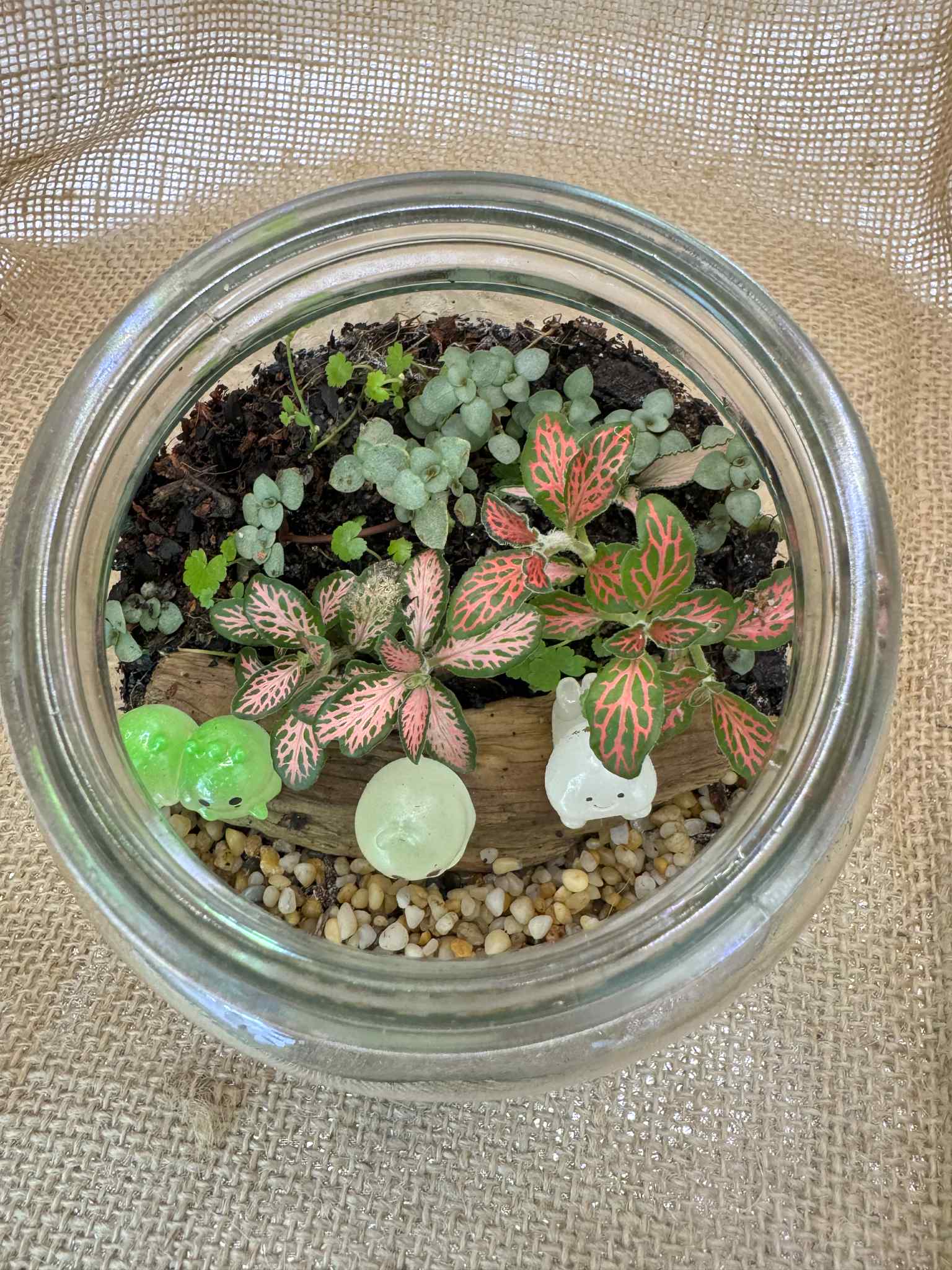 Fun Mini Glass Terrariums (Glow in the dark accents) 