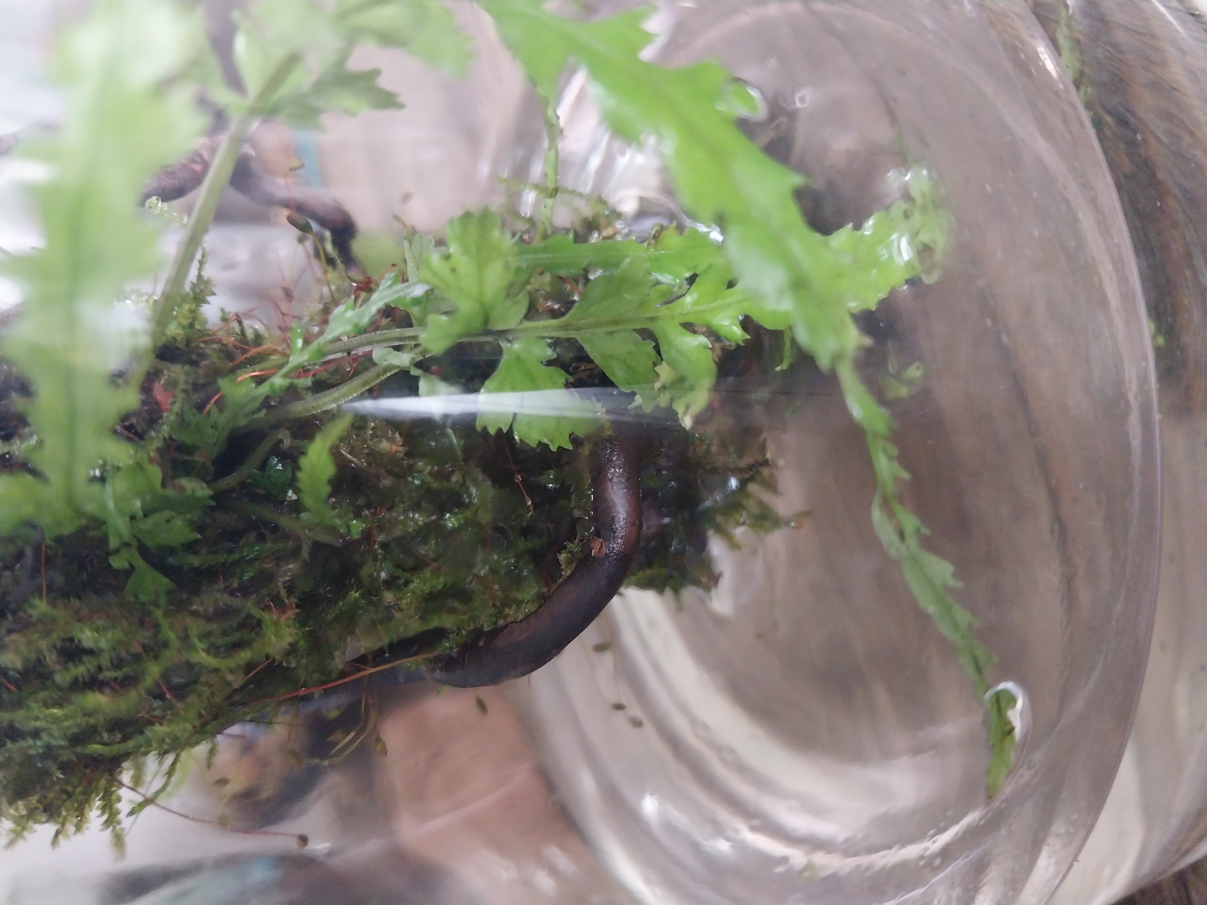 Medium moss Wick Terrarium 
