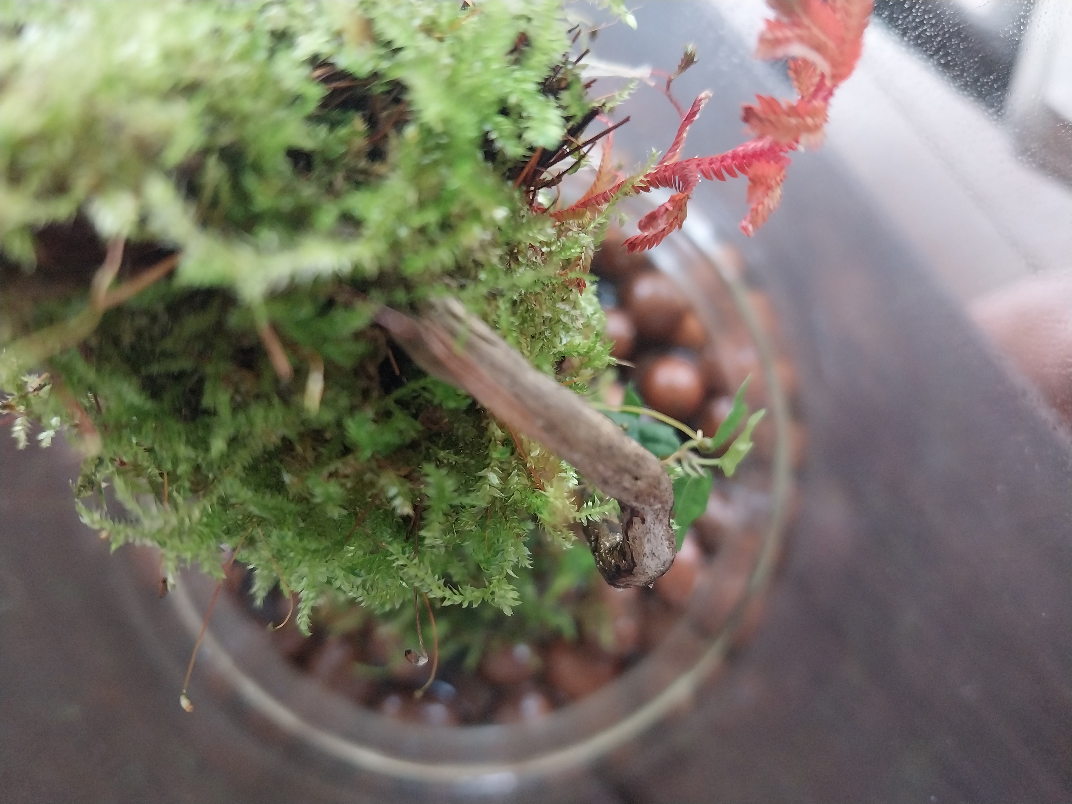 Miniature Dome Wick Terrarium