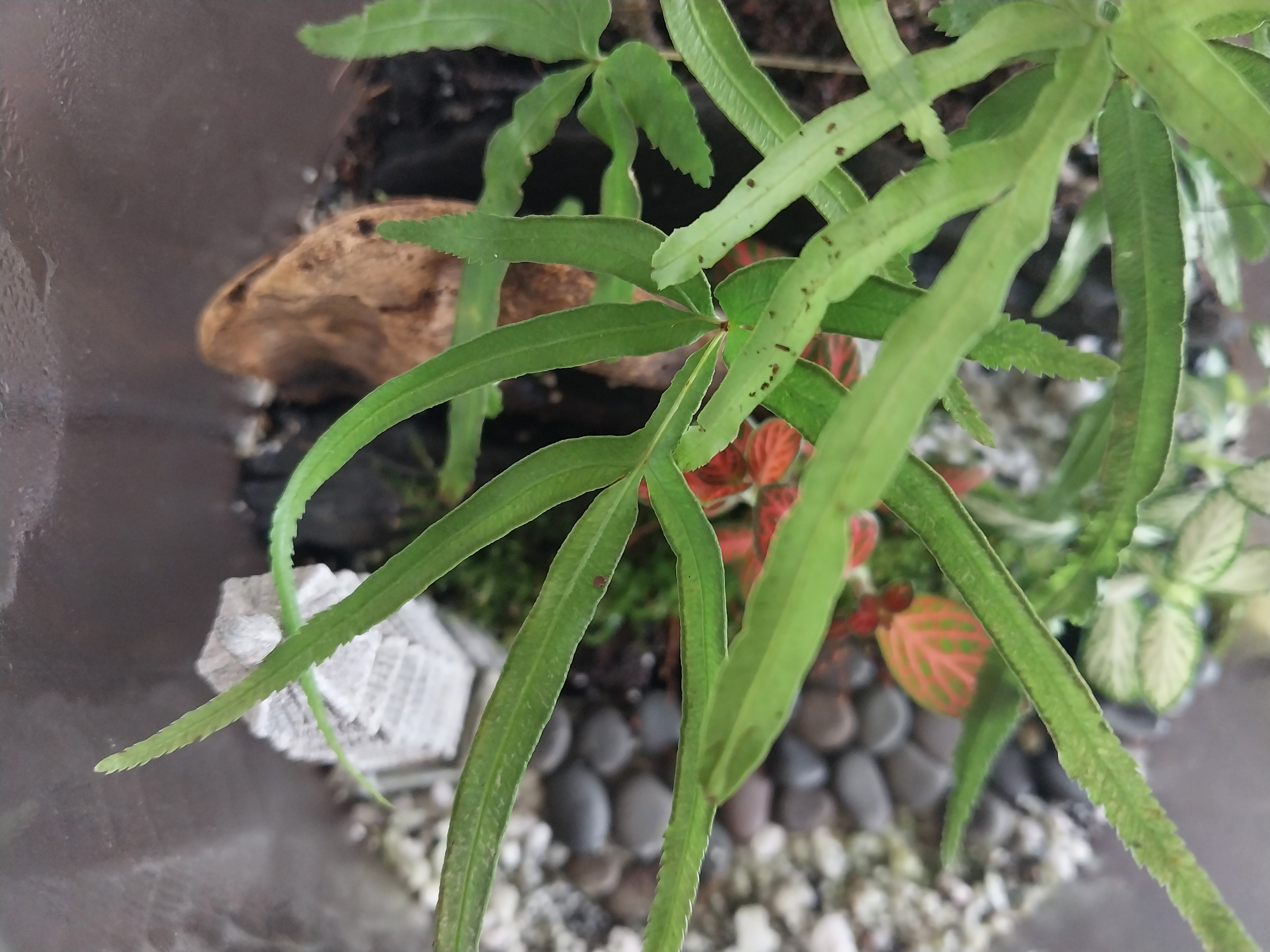 Closed Temple Terrarium 