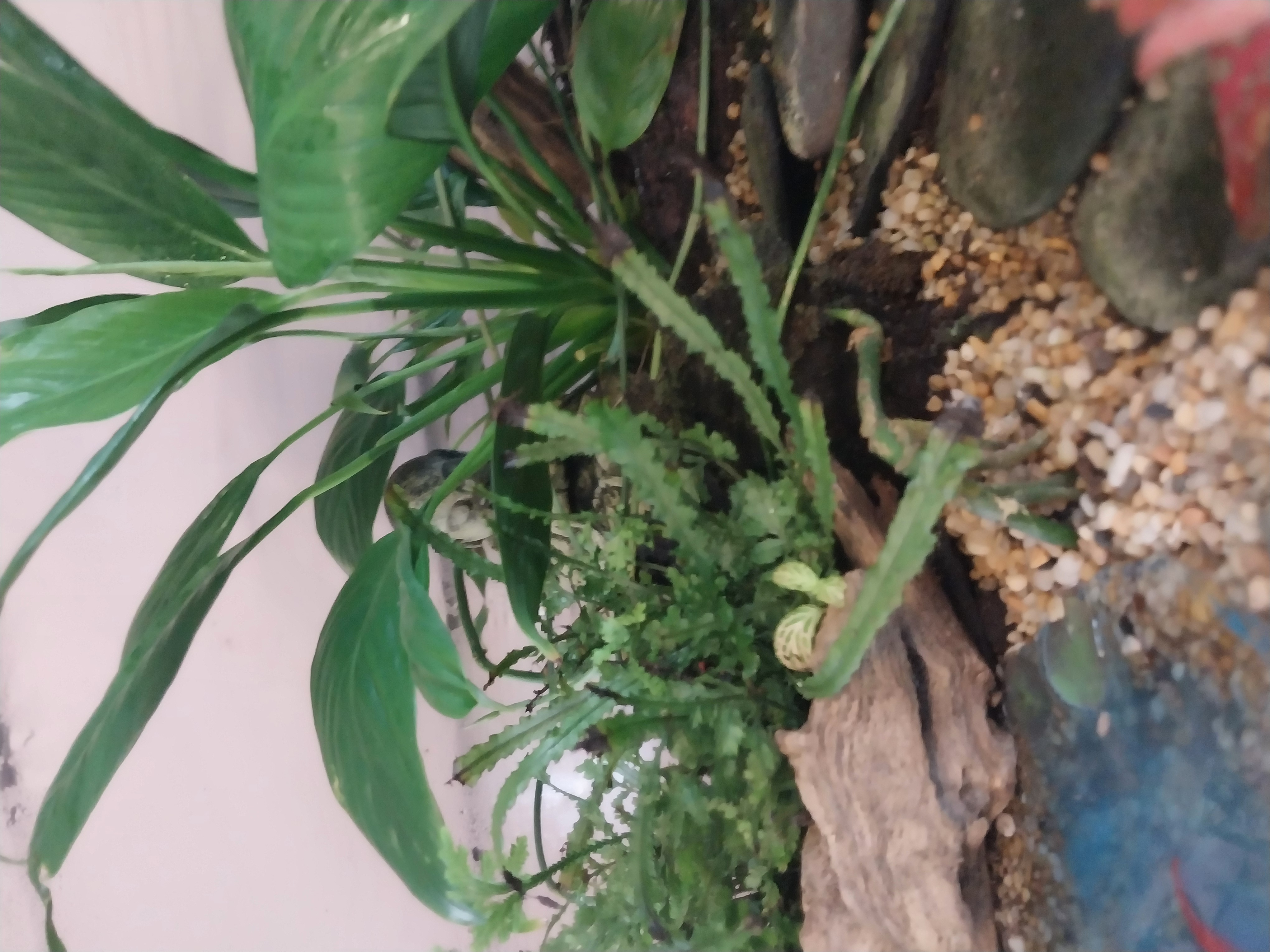 Extra Large Buddha Terrarium