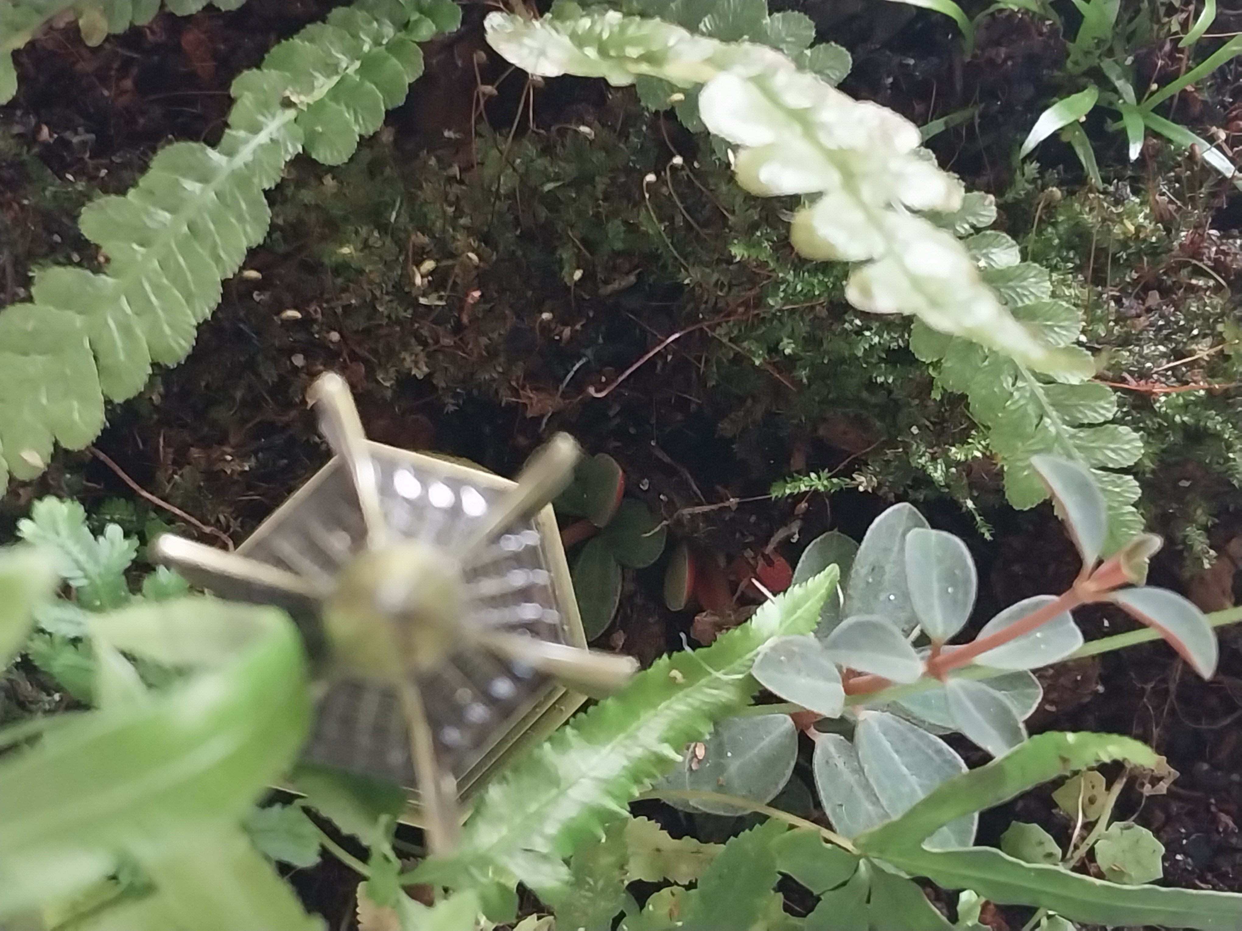 Glass Terrarium with Golden Temple 